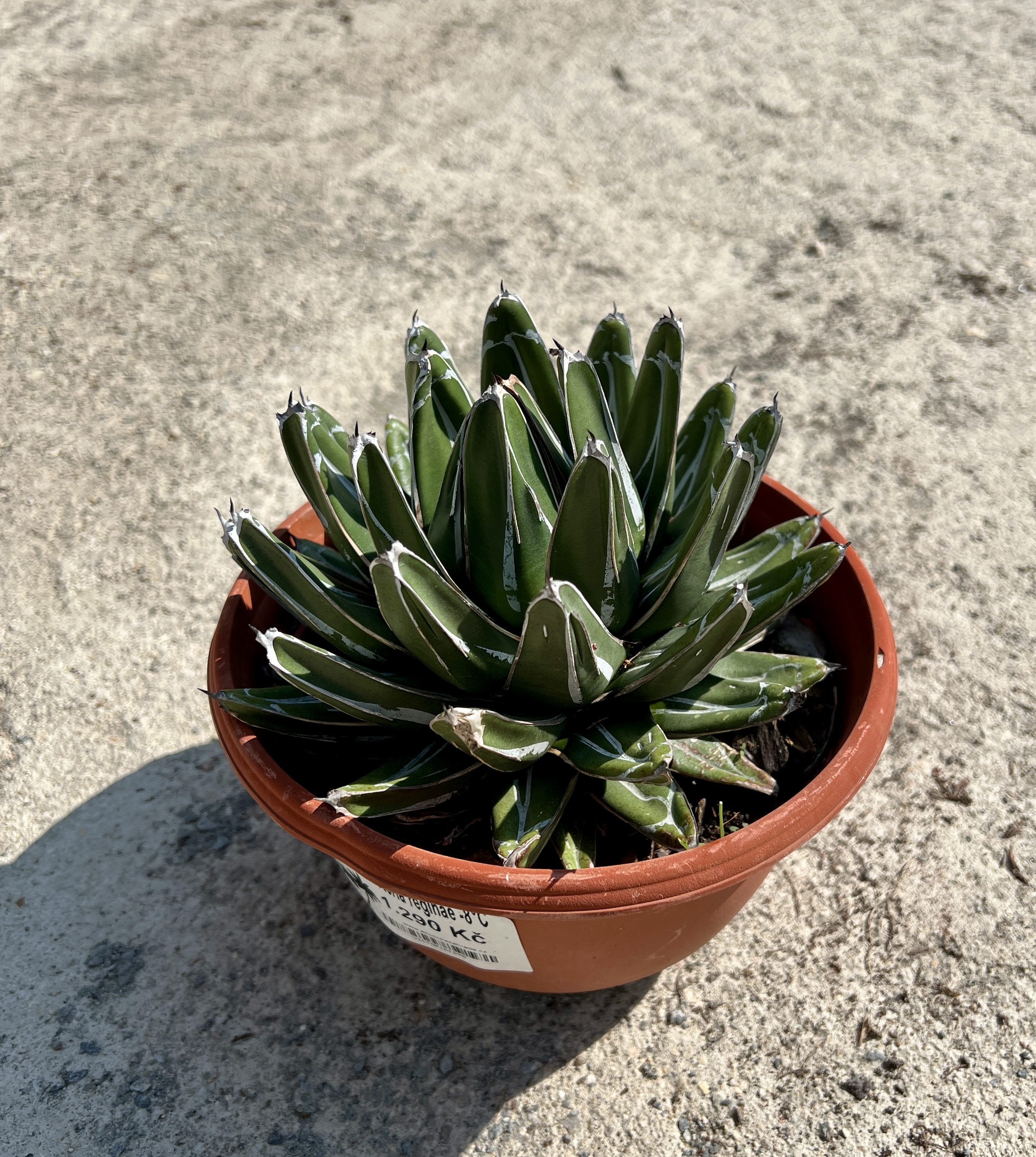 Agave Victoria reginae, cca 10 cm 