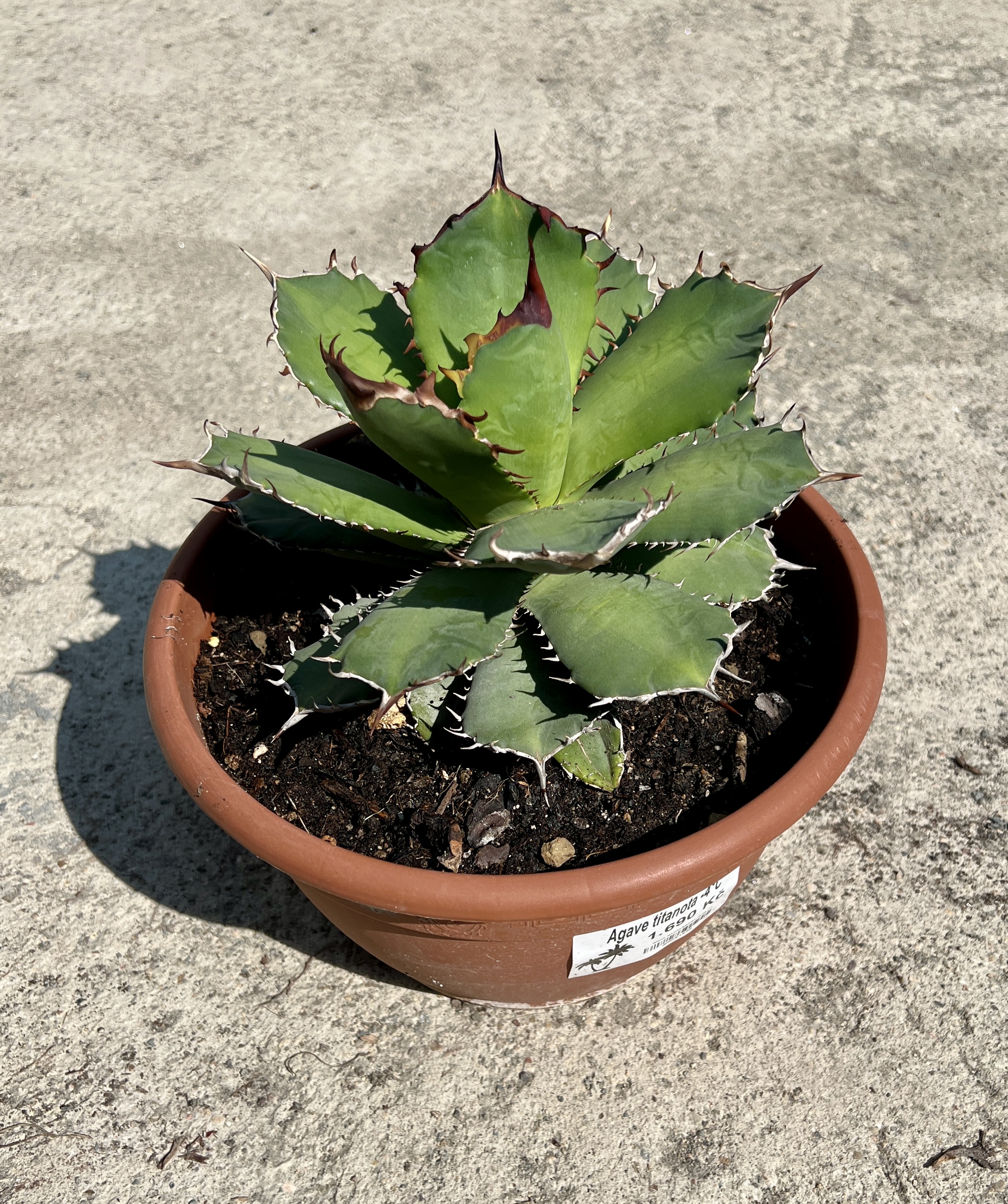 Agave titanota, cca 10-15 cm 