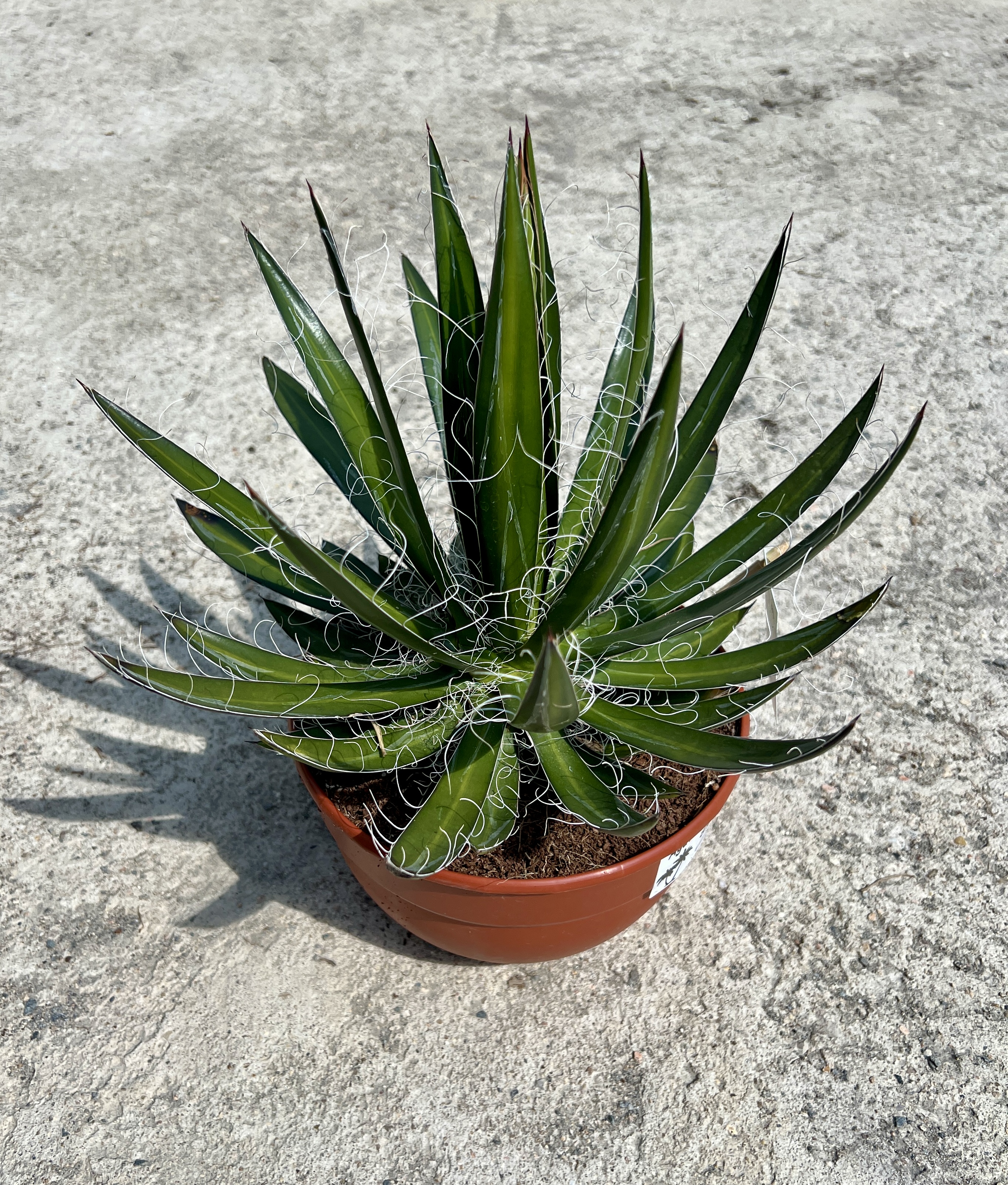 Agave schidigera, cca 20-25 cm