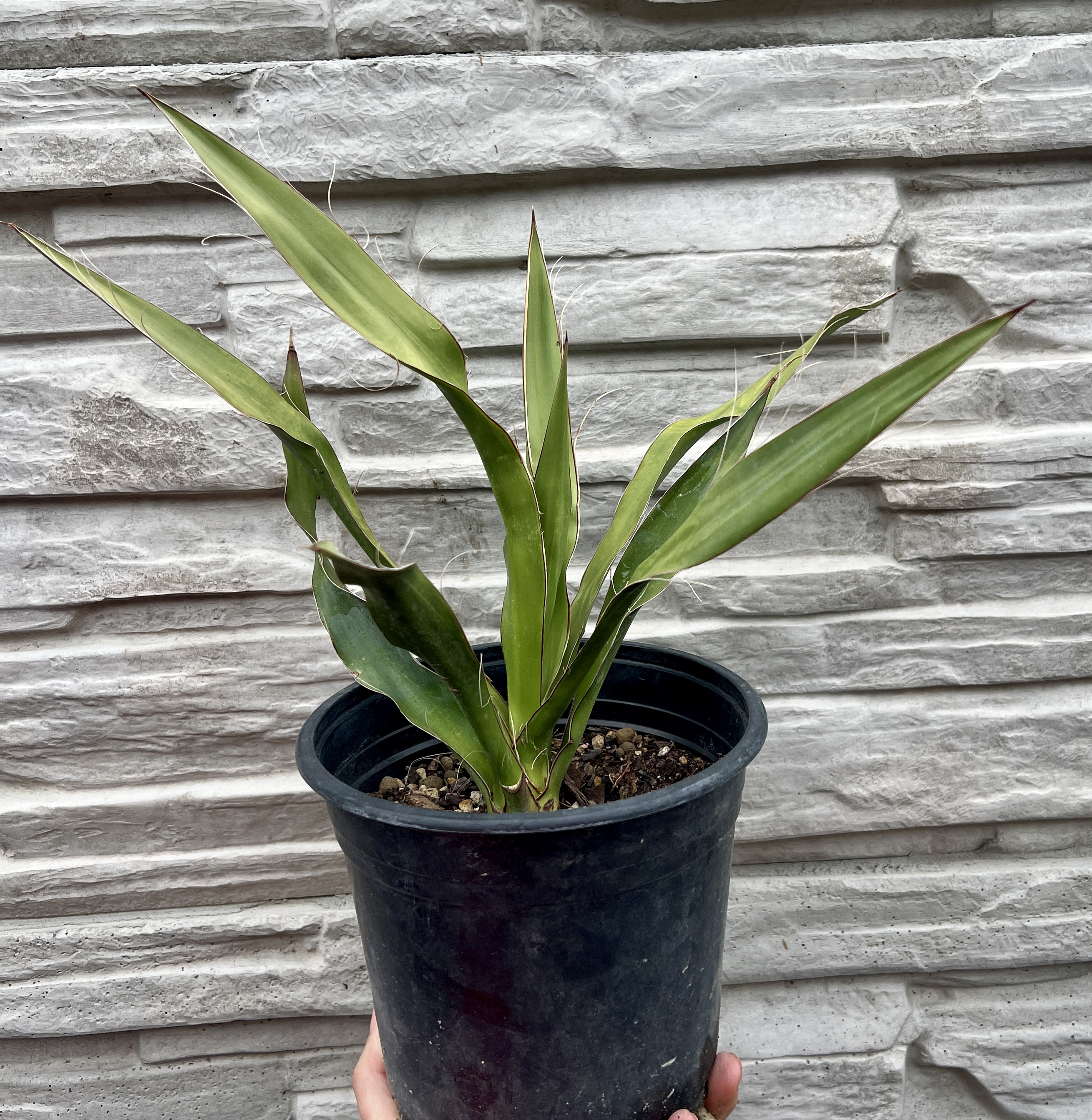 Yucca madrensis, cca 20-30 cm
