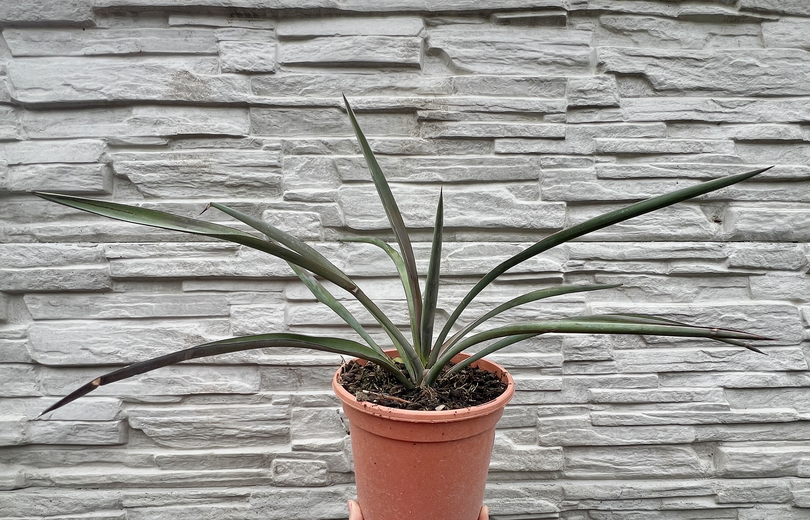 Yucca faxoniana, cca 30 cm