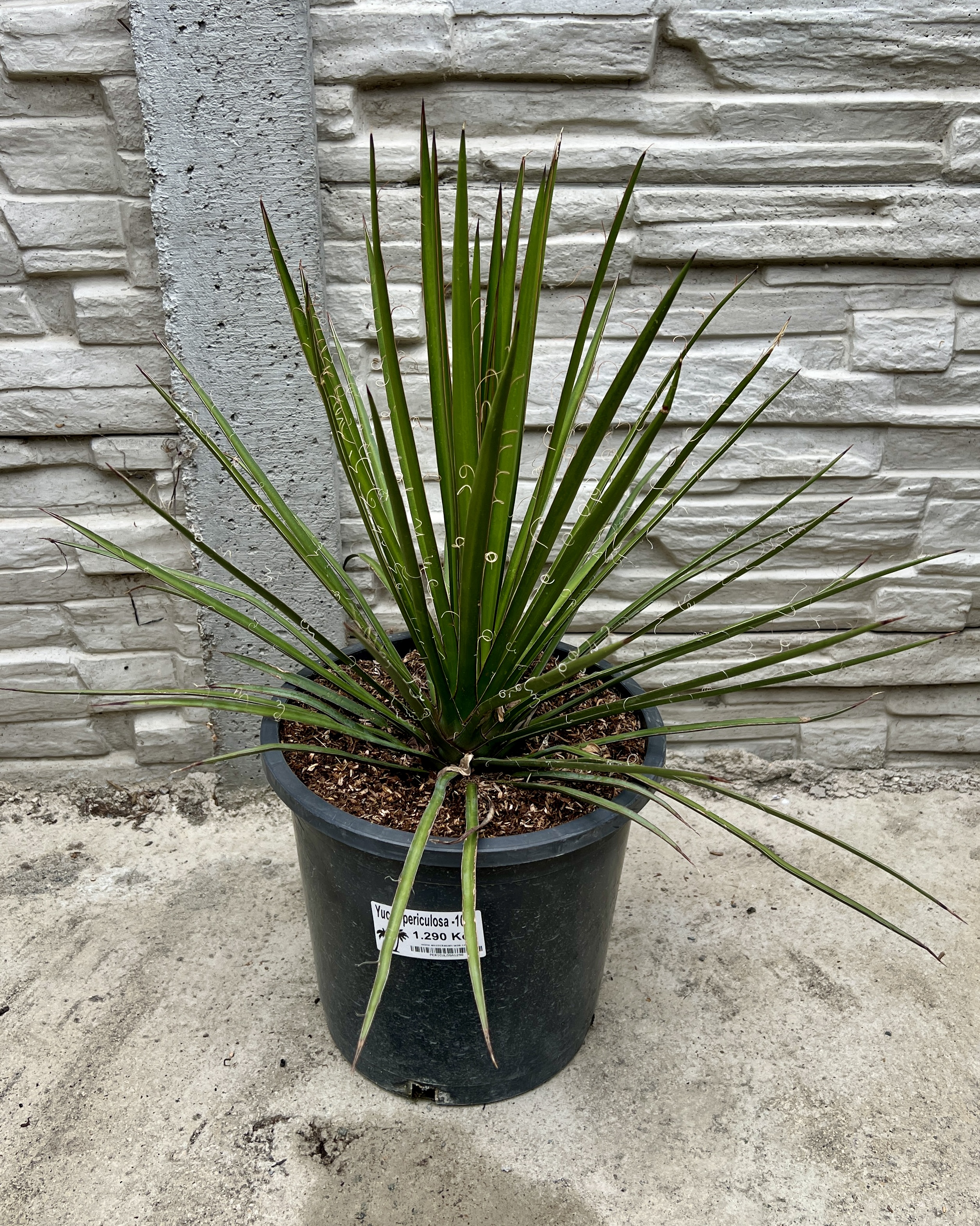 Yucca periculosa, cca 30-40 cm