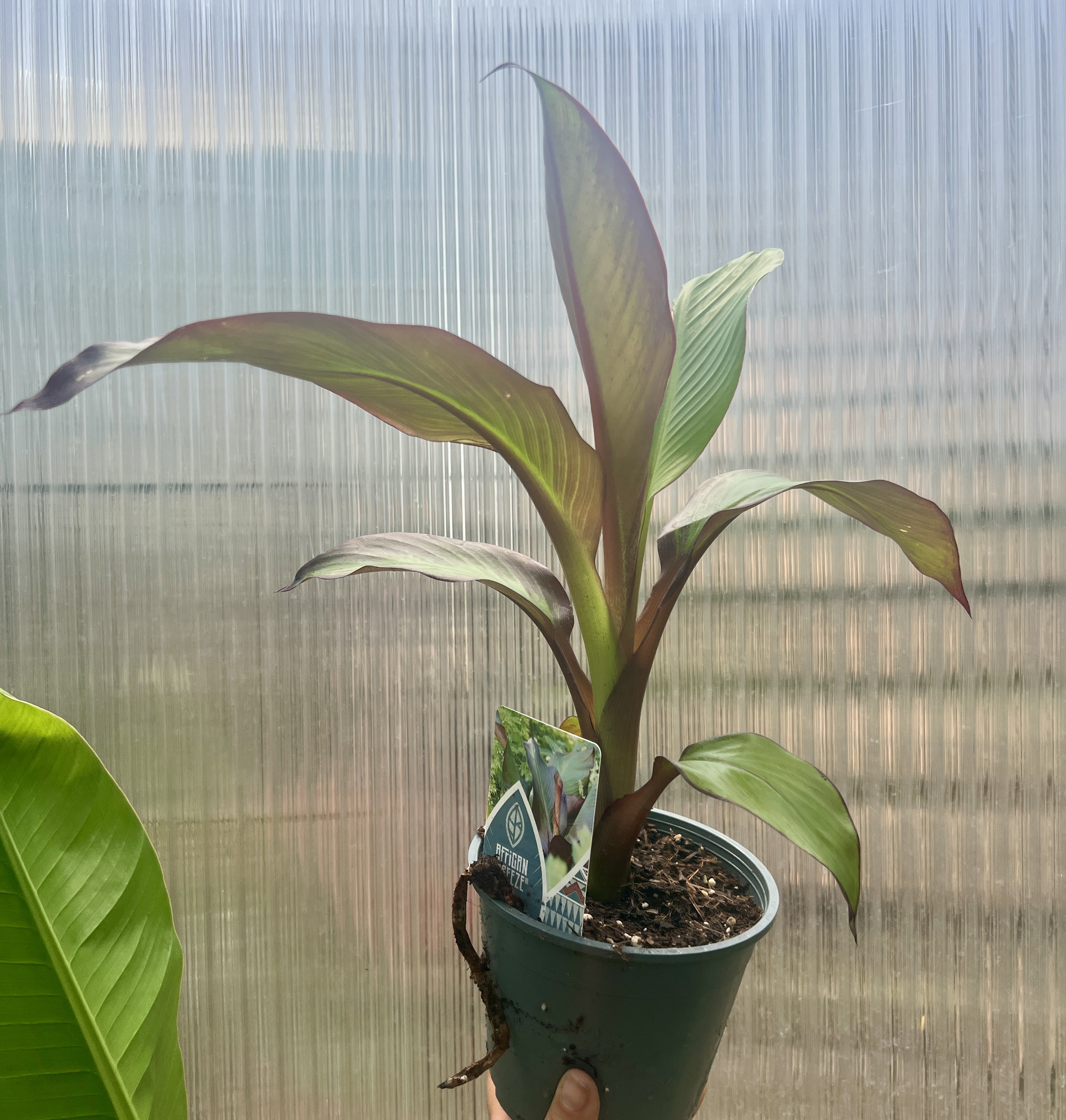 Ensete ventricosum "Maurelii", cca 20-30  cm