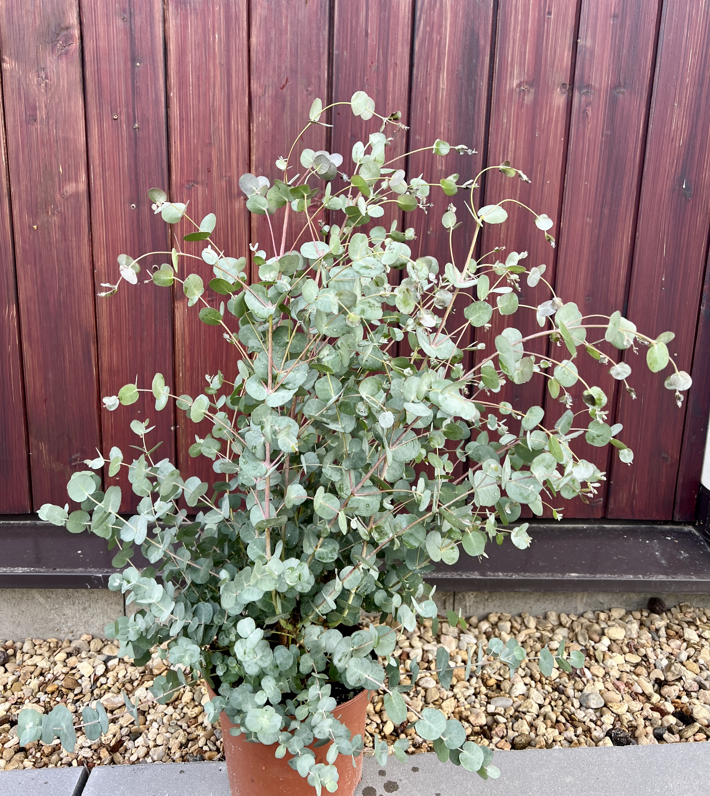 Eucalyptus gunnii, cca 40-50 cm