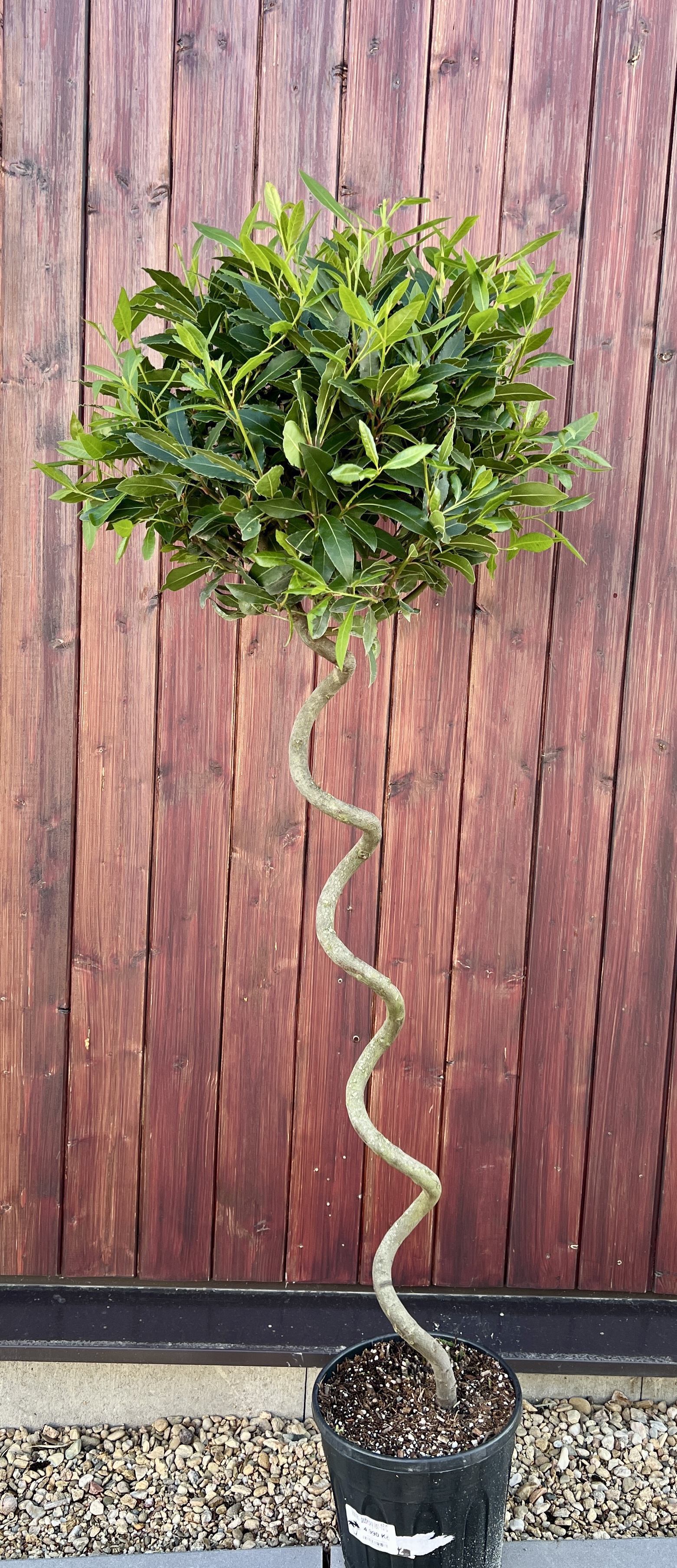 Vavřín (bobkový   list), cca 135 cm
