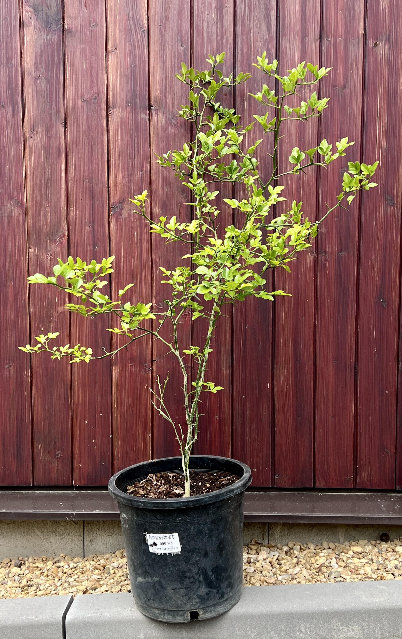 Poncirus trifoliata,  cca 90-120 cm 