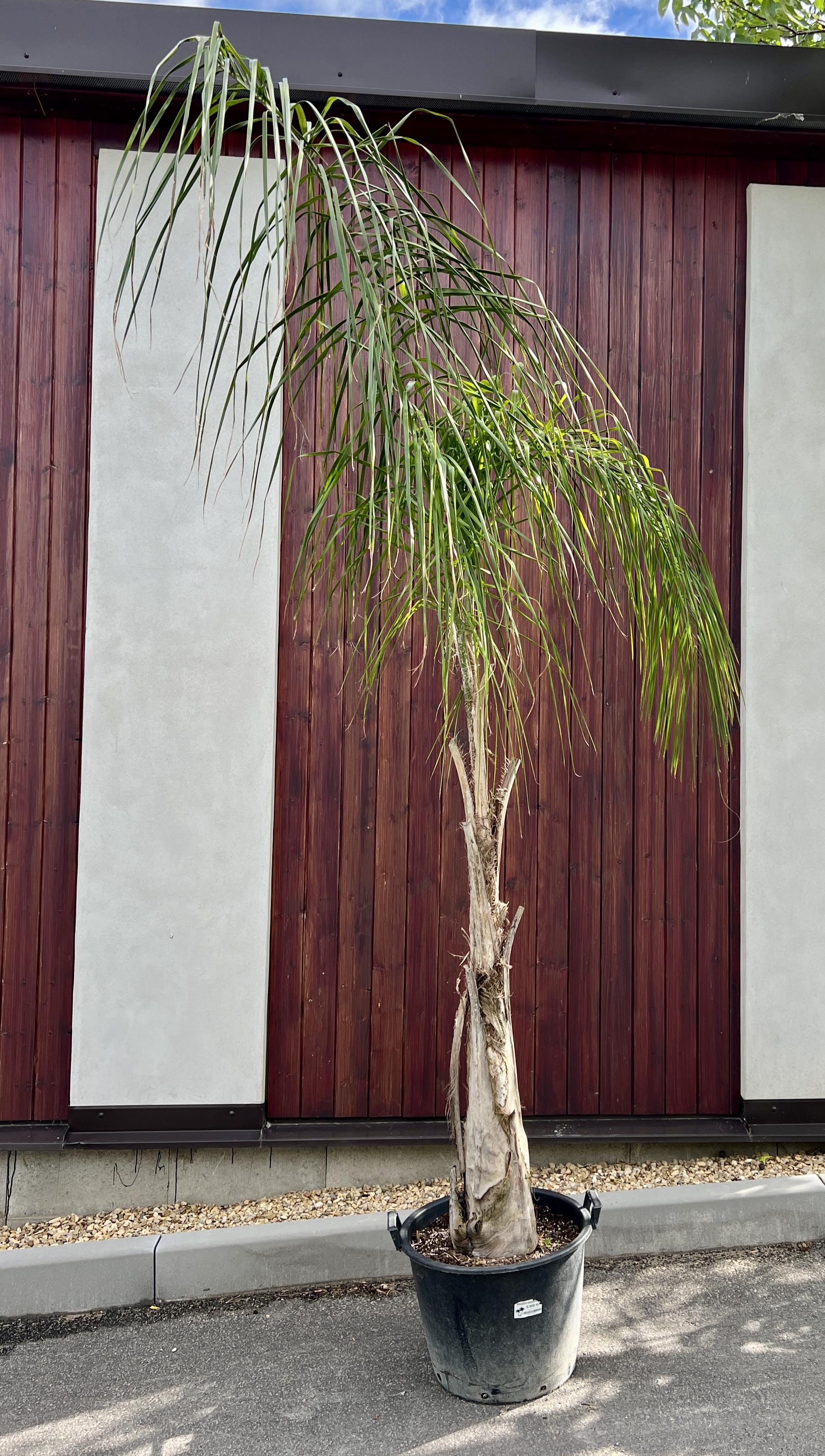 Arecastrum romanzoffianum,  cca 280 cm 