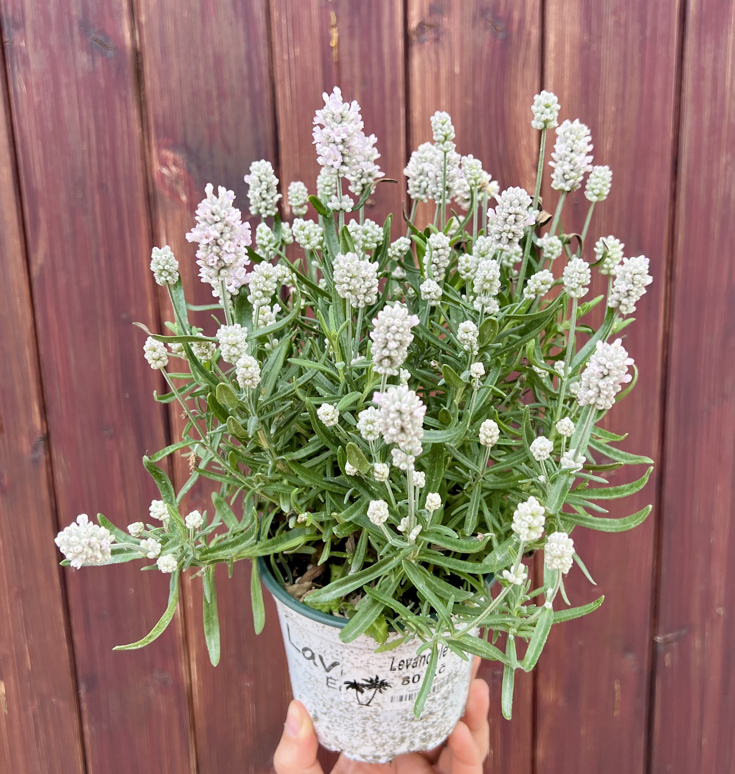 Levandule (bílá), cca 15-20 cm