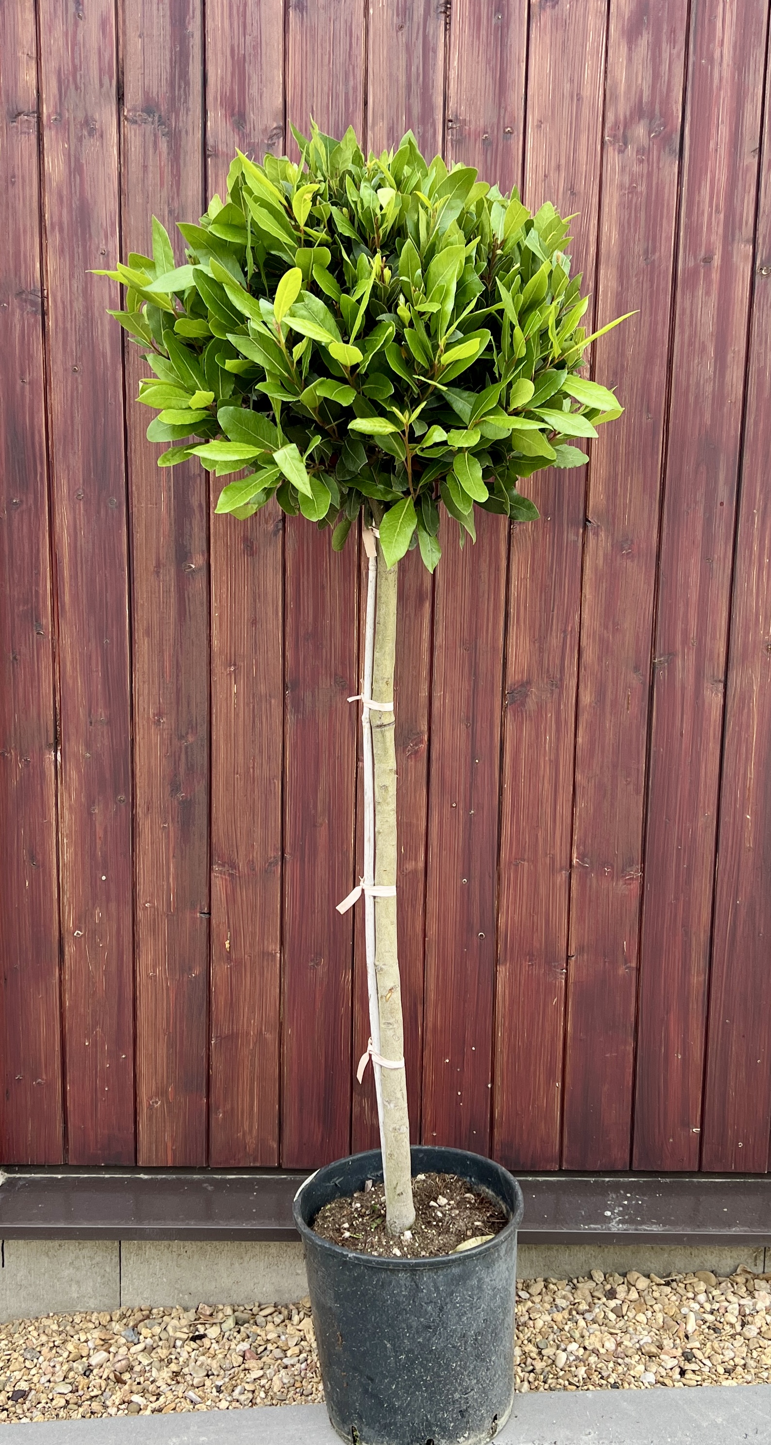 Vavřín (bobkový   list), cca 140 cm