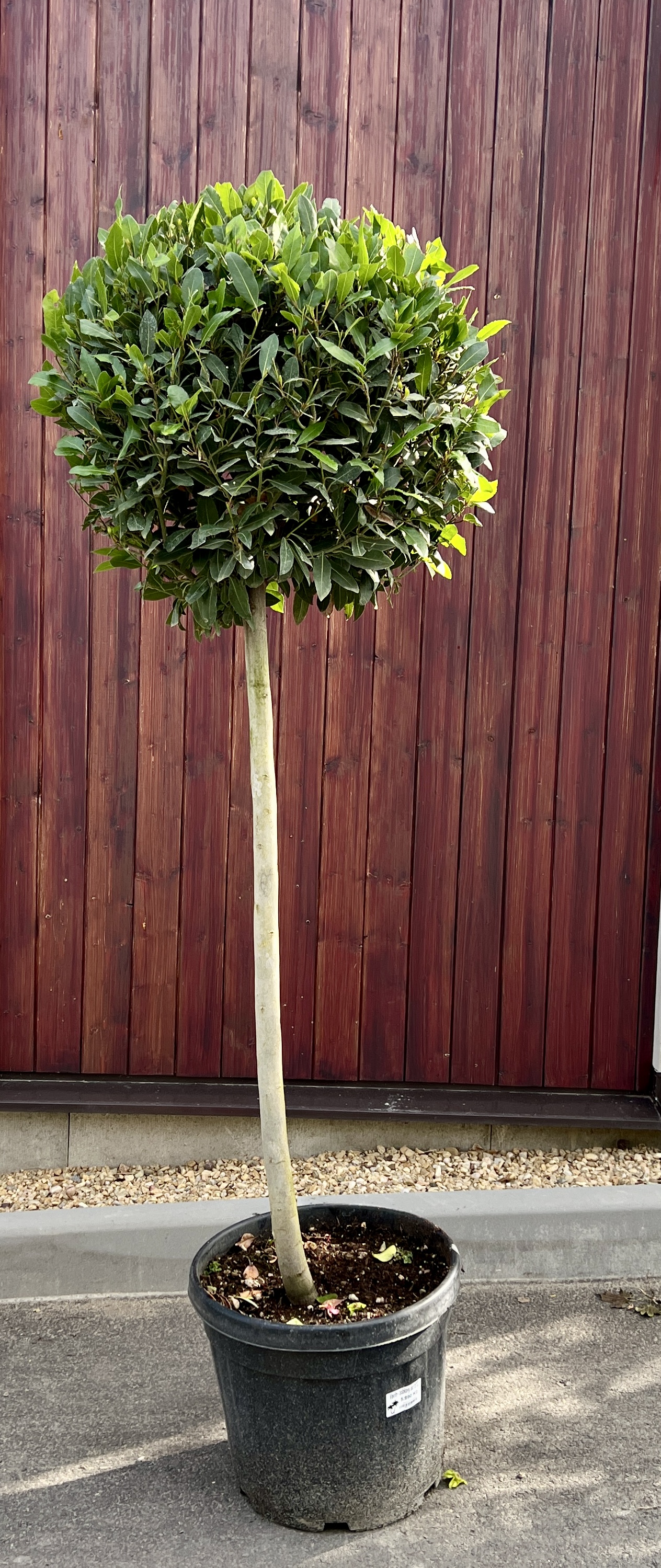 Vavřín (bobkový   list), cca 170 cm