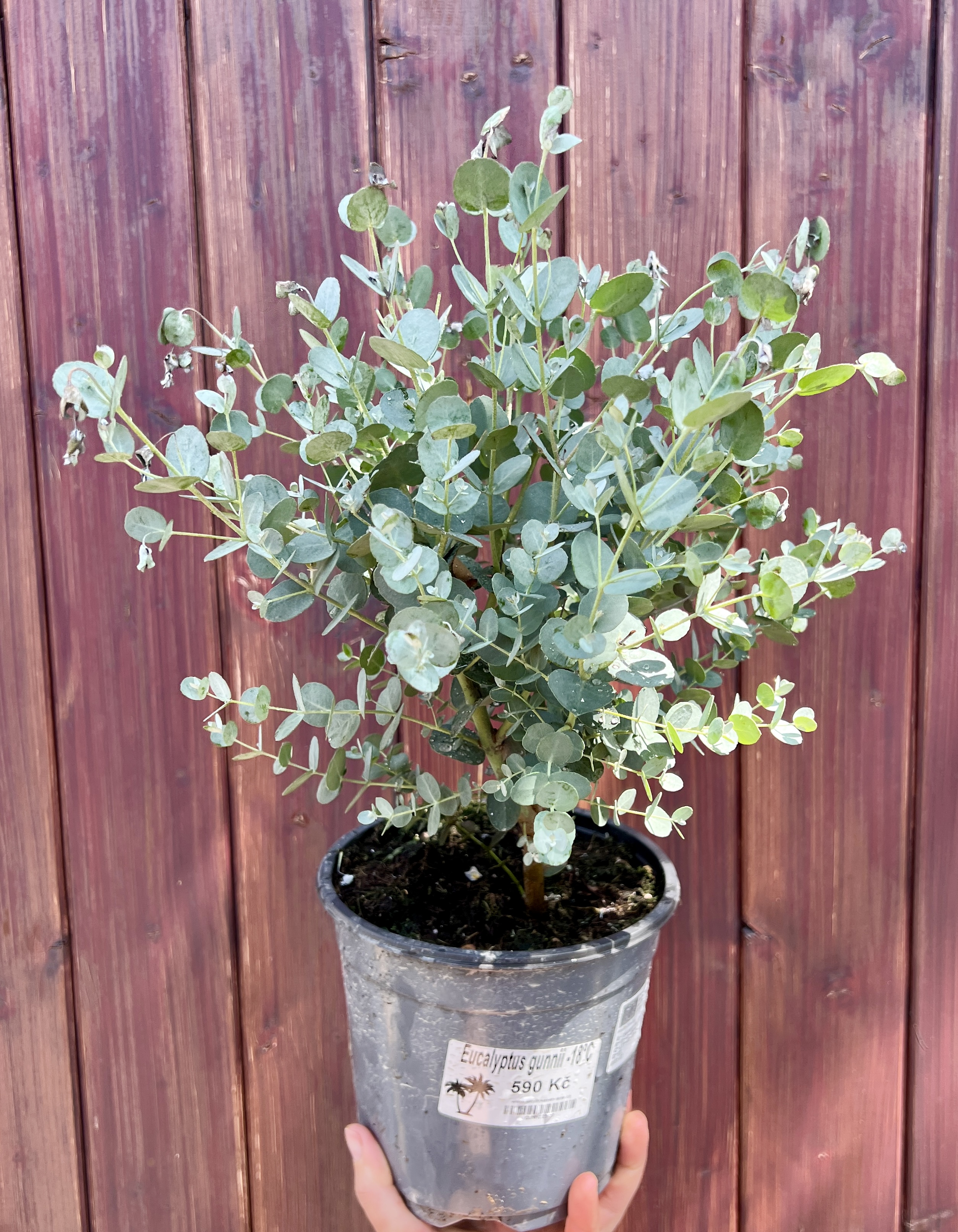 Eucalyptus gunnii, cca 30 cm