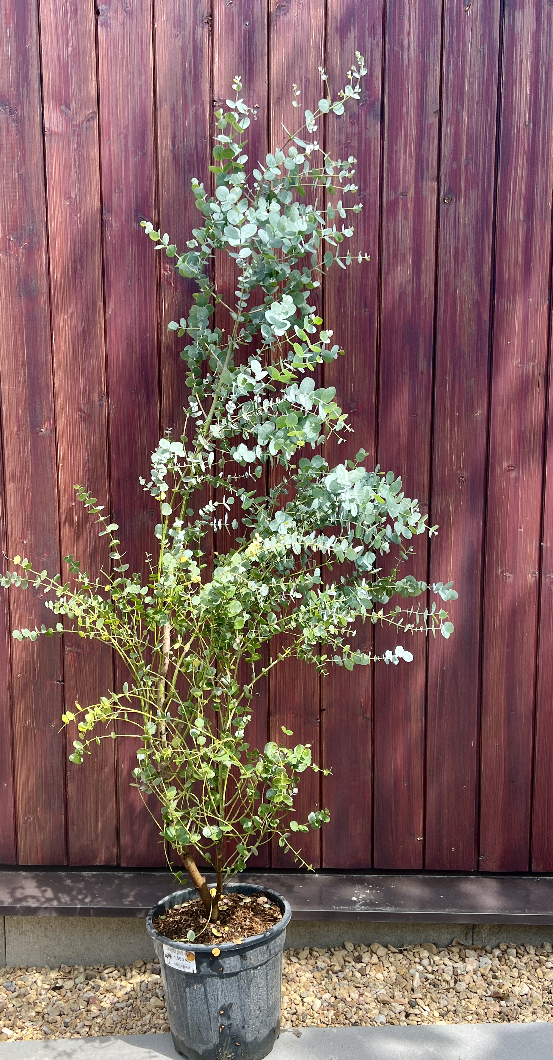 Eucalyptus gunnii, cca 140 cm