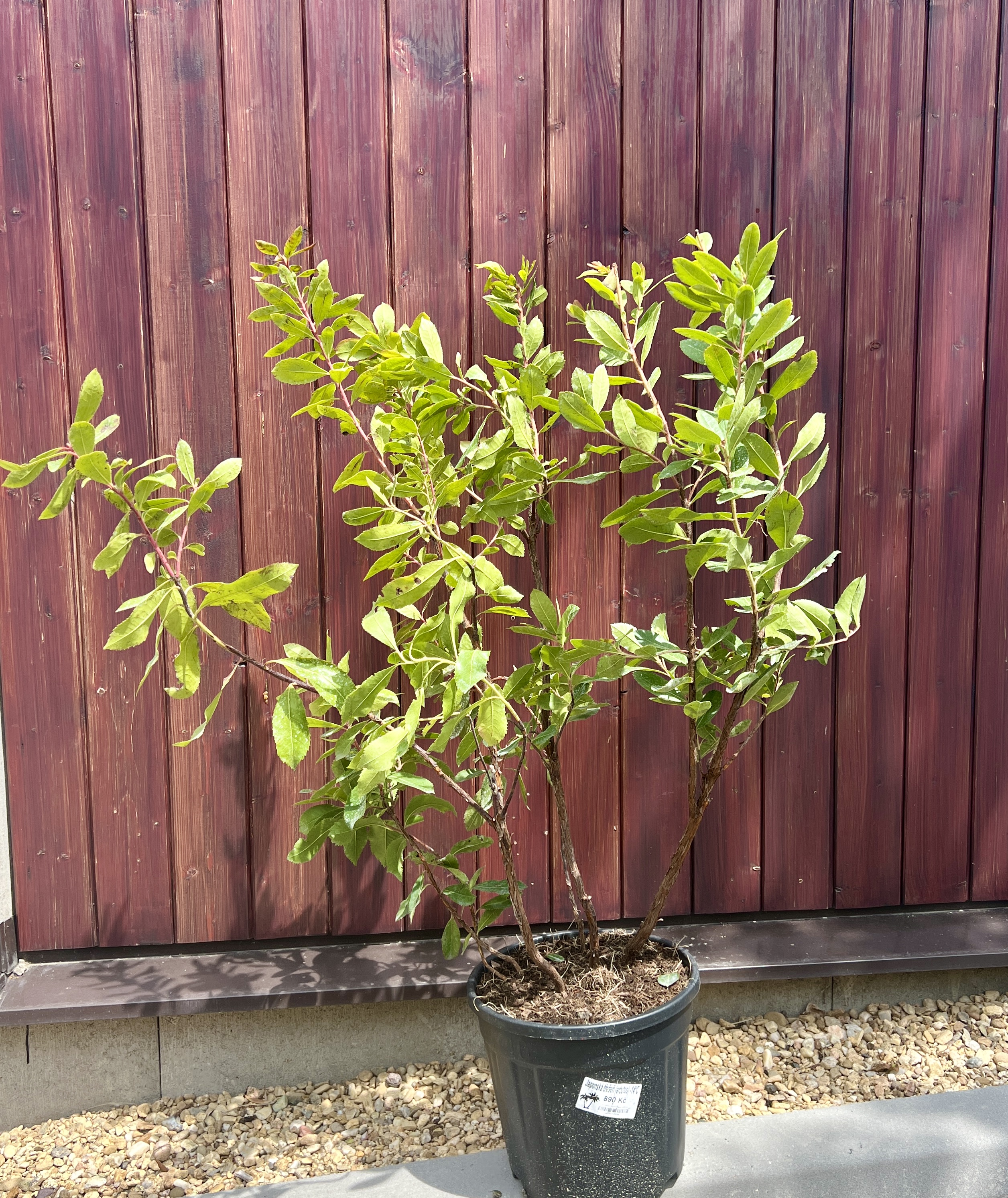 Arbutus unedo, cca 80-90 cm