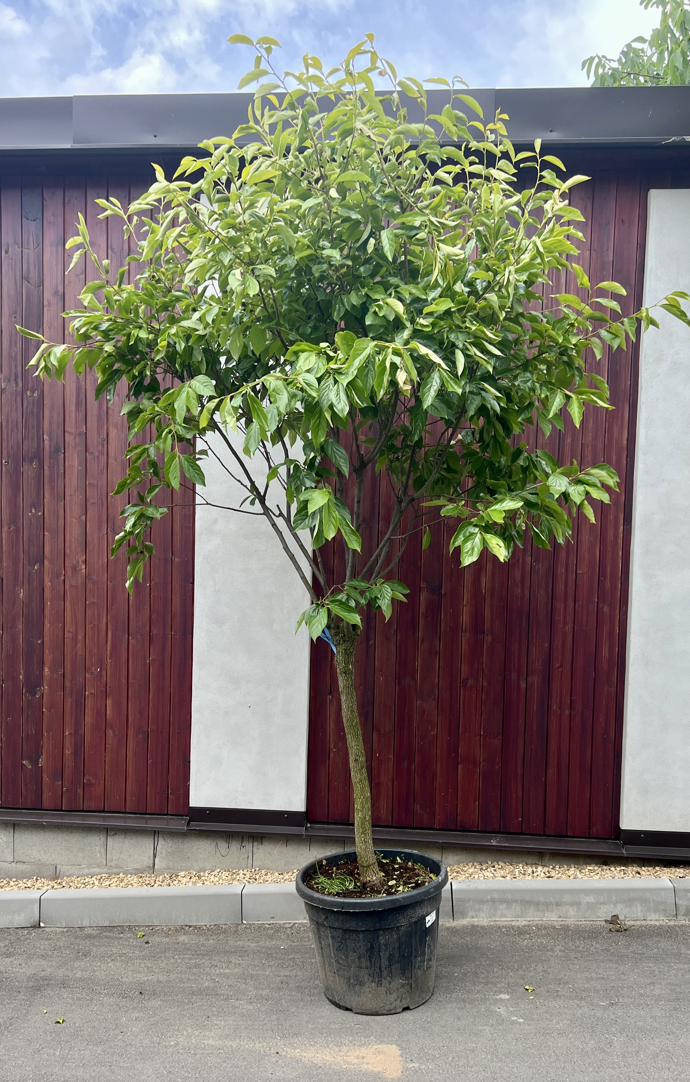 Kaki ( JEN OSOBNÍ ODBĚR), cca 310 cm 
