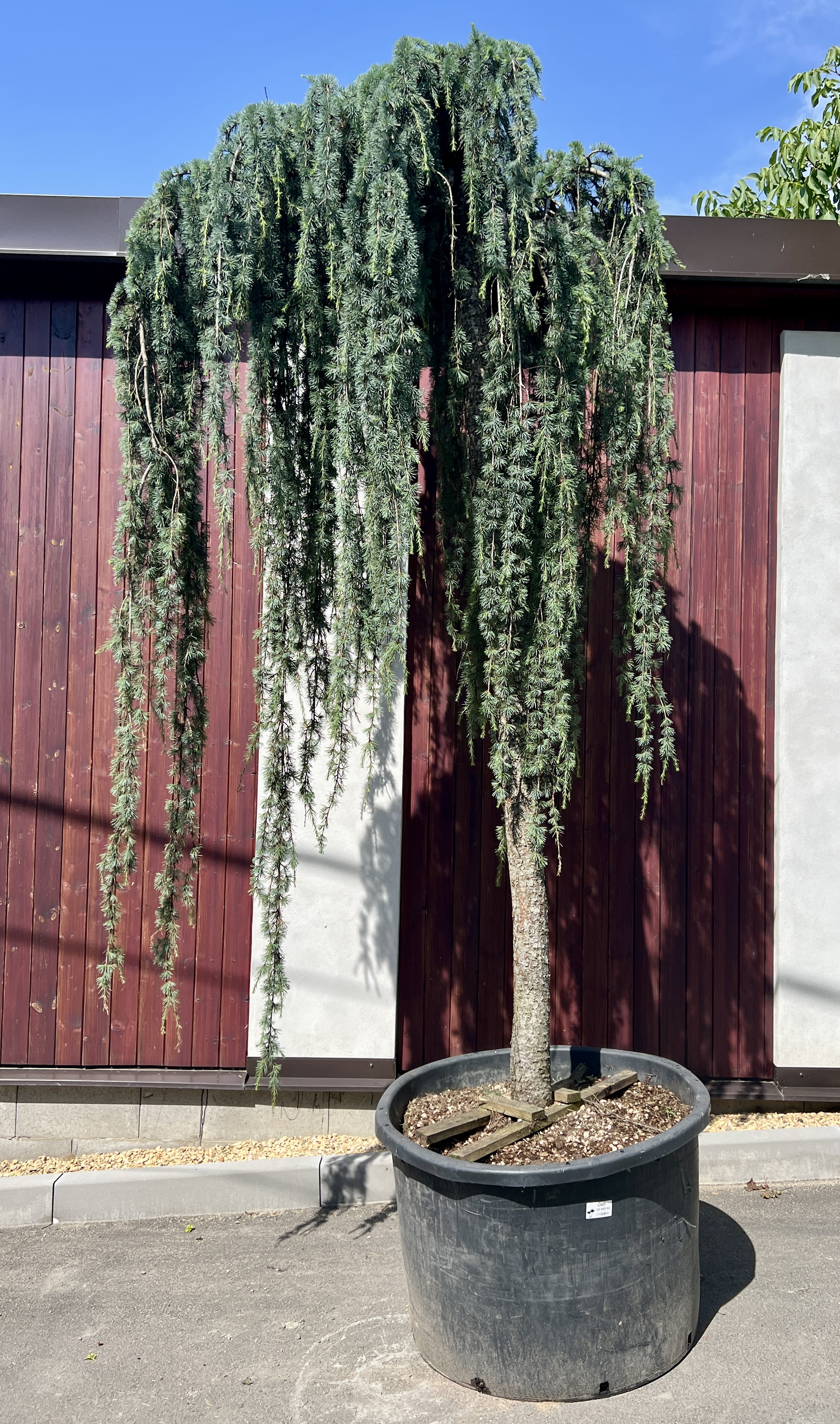 Cedr, cca 320 cm 