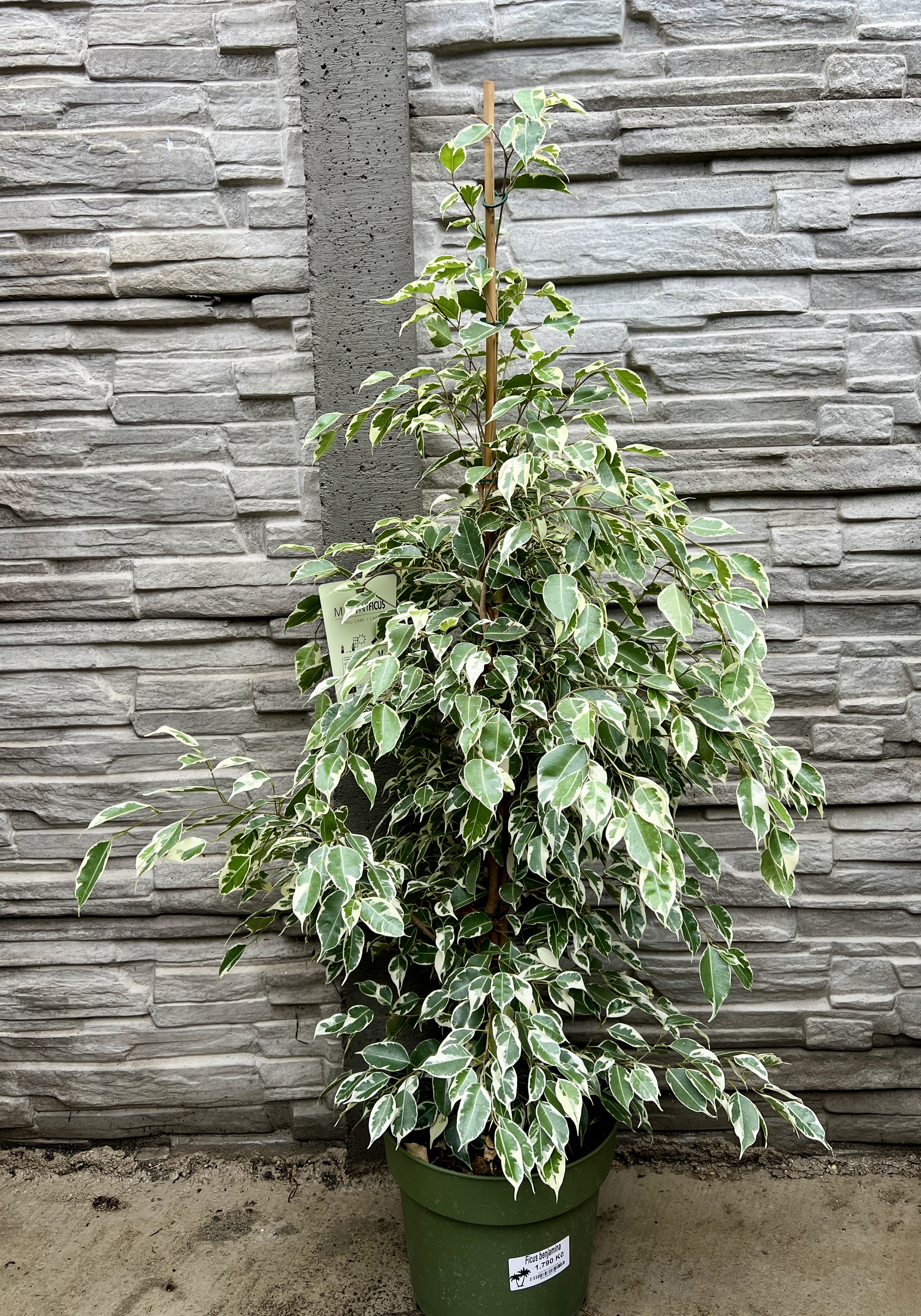 Ficus bejnamin panache, cca 105 cm