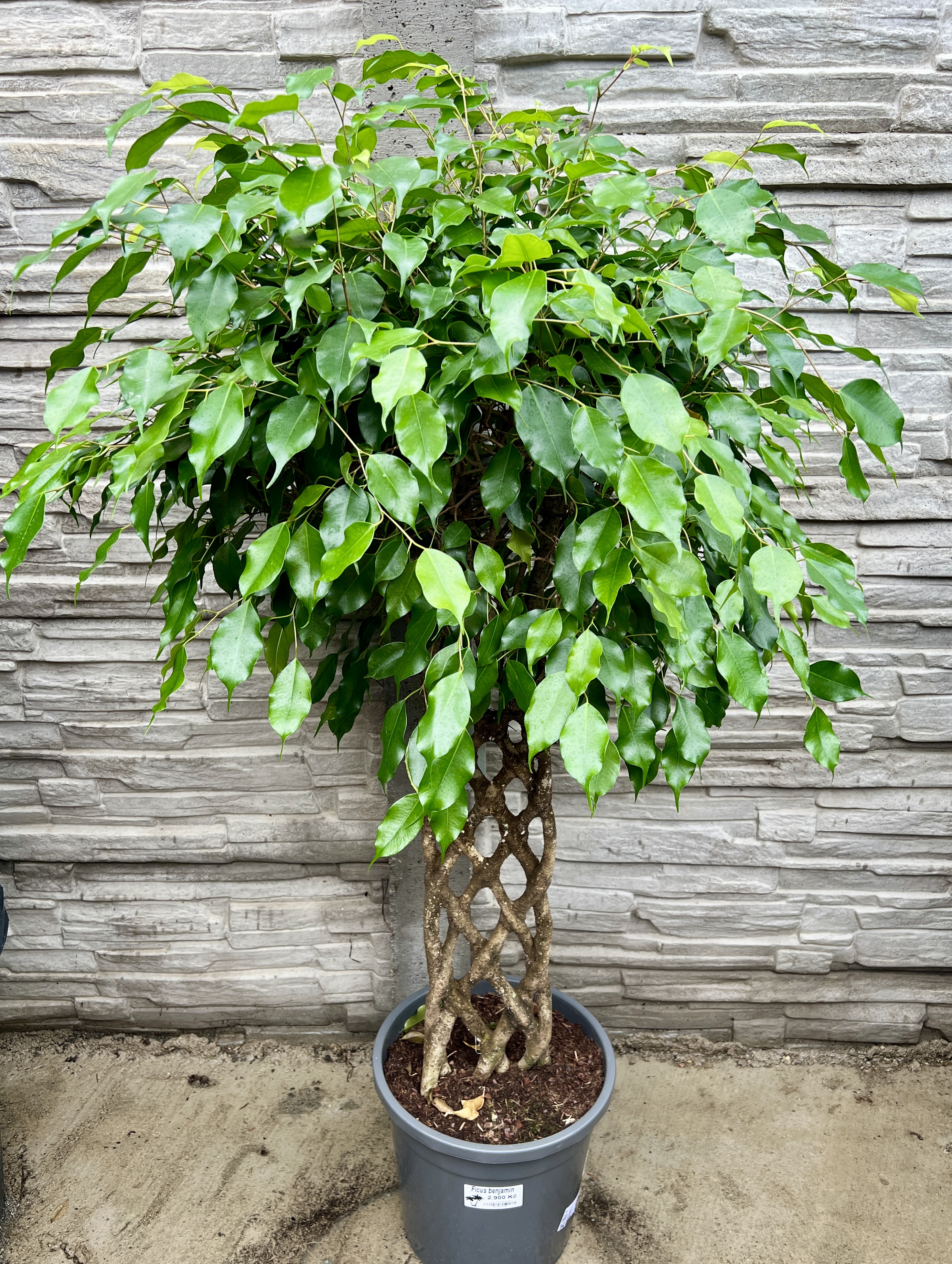 Ficus bejnamin, cca 110 cm