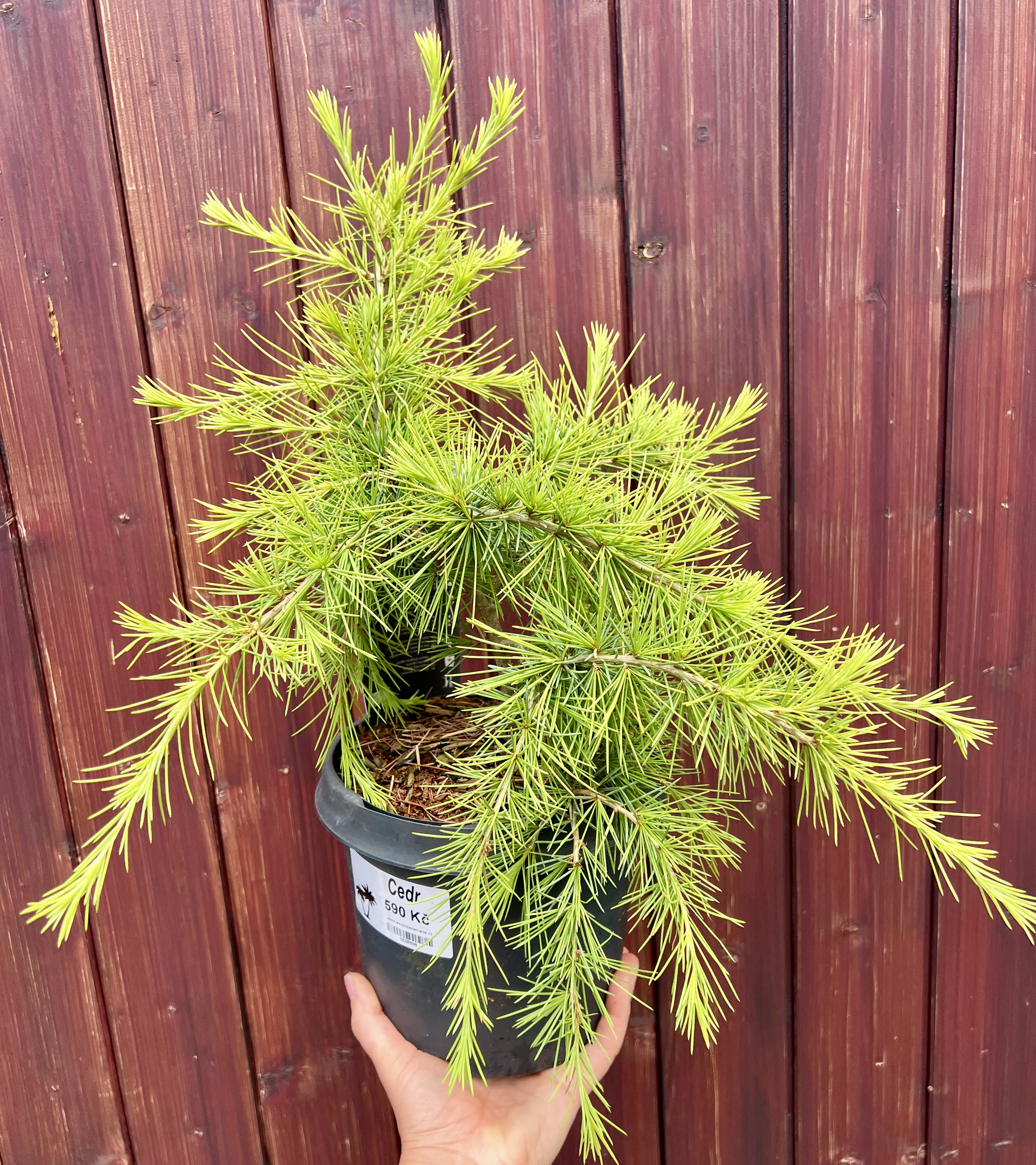 Cedr deodara golden horizon, cca 30 cm 