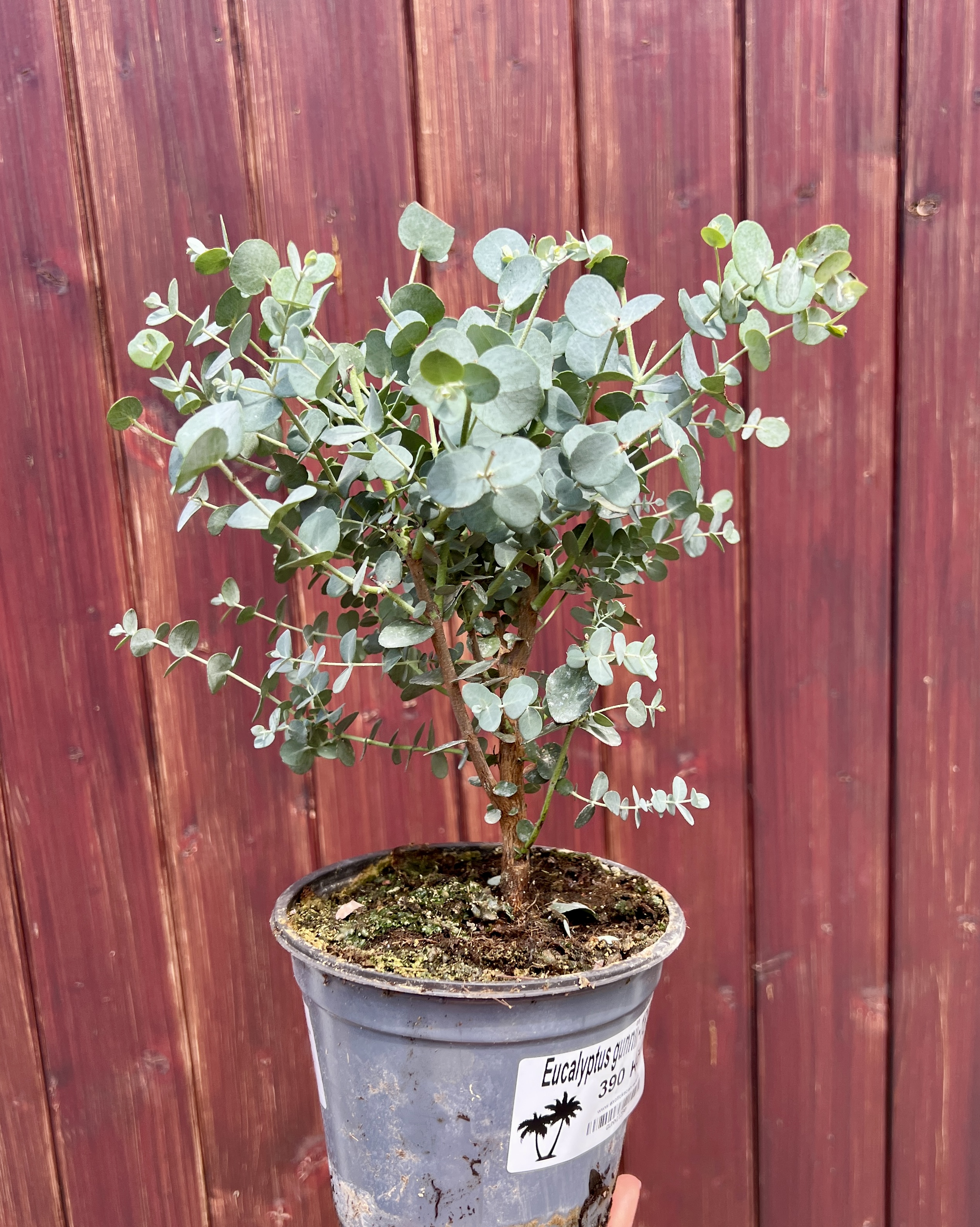 Eucalyptus gunnii, cca 20-25 cm 