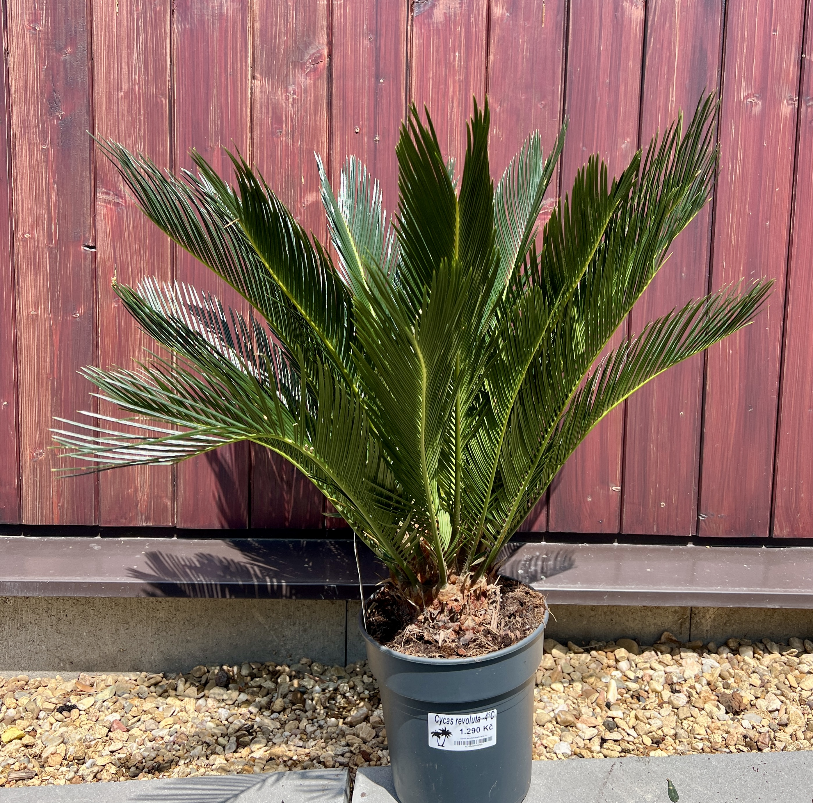 Cycas revoluta cca 50 cm