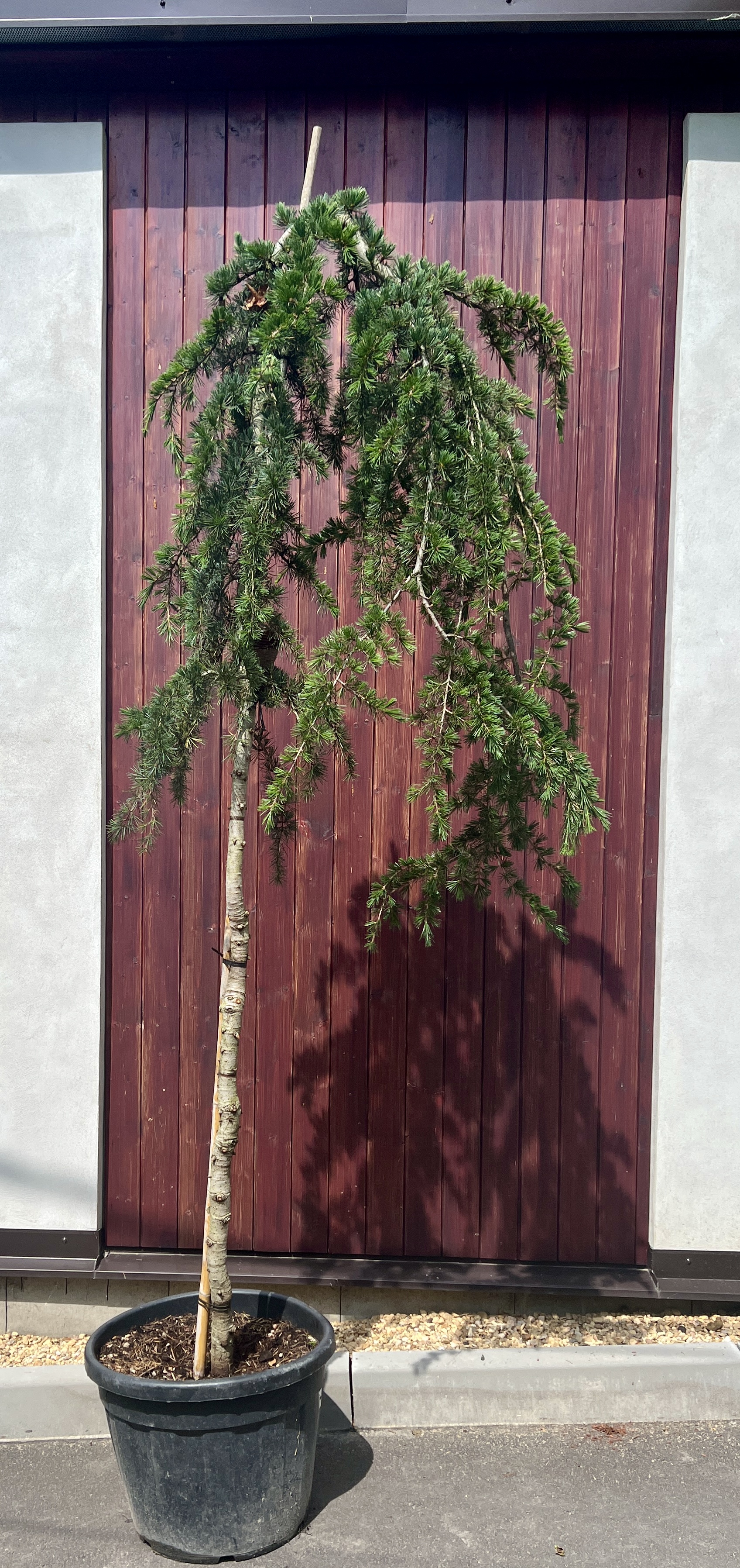 Cedr, cca 250 cm 