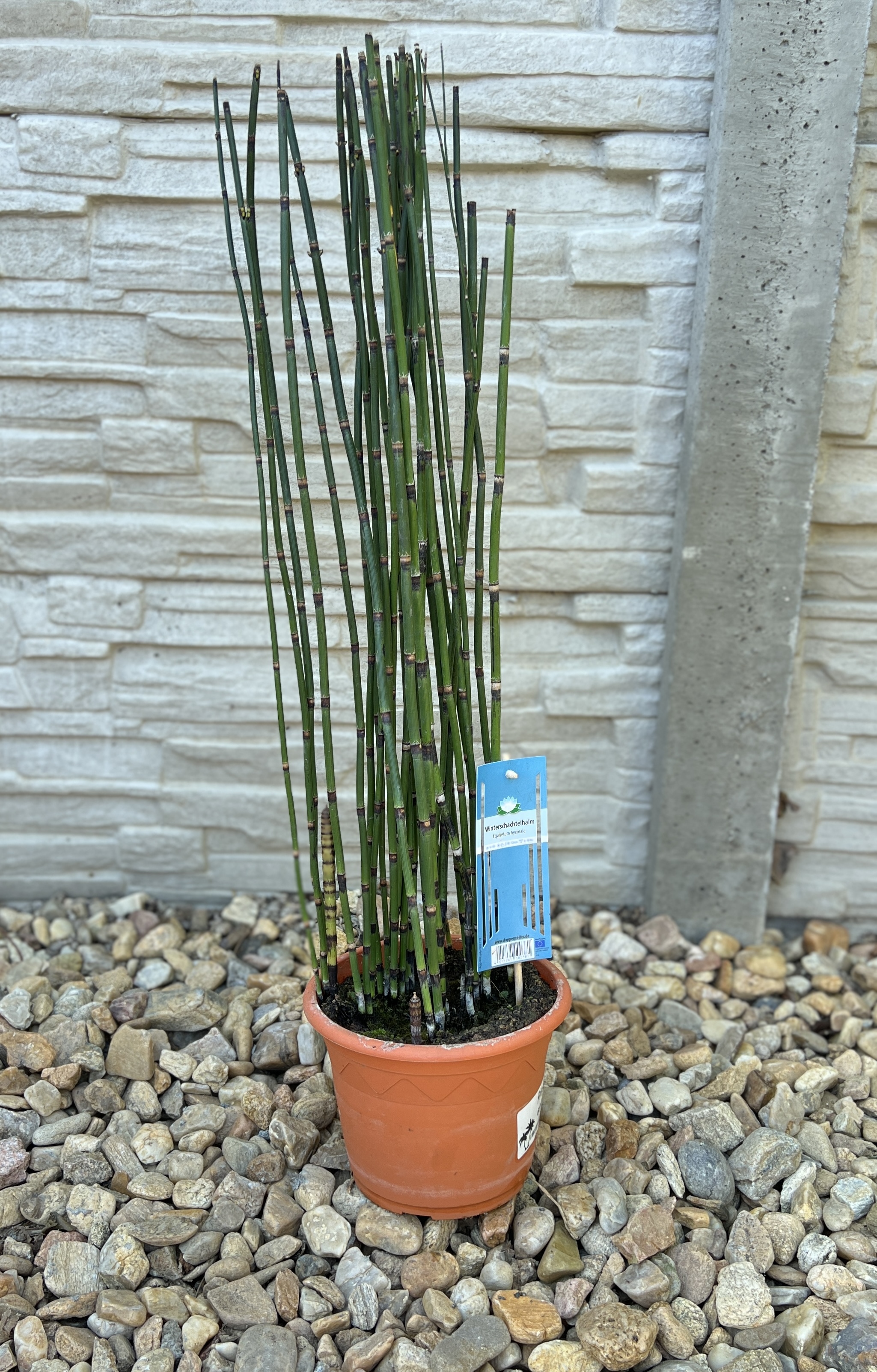 Přeslička japonská, cca 60-65 cm