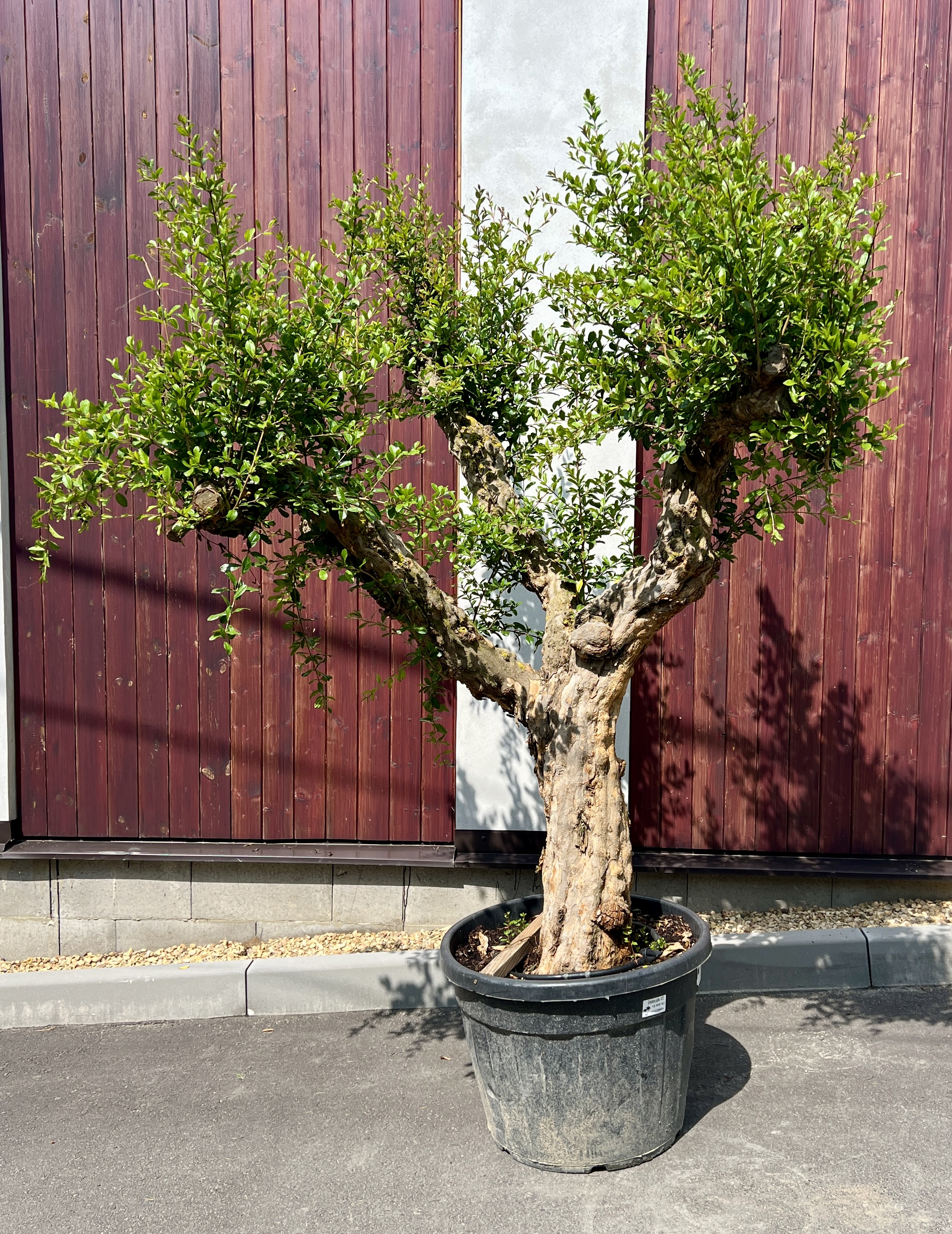 Granátové jablko, cca 220 cm