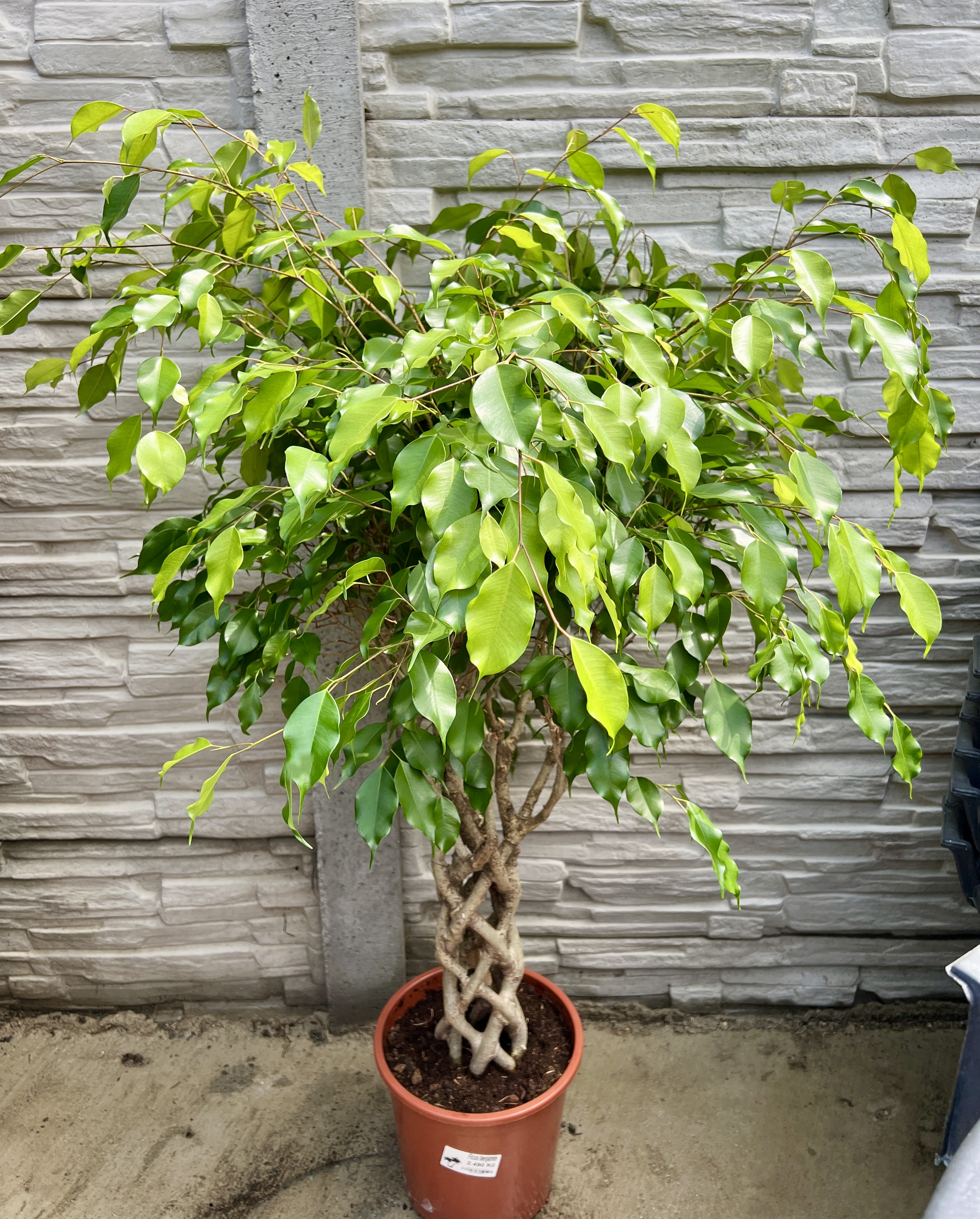 Ficus bejnamin, cca 110 cm