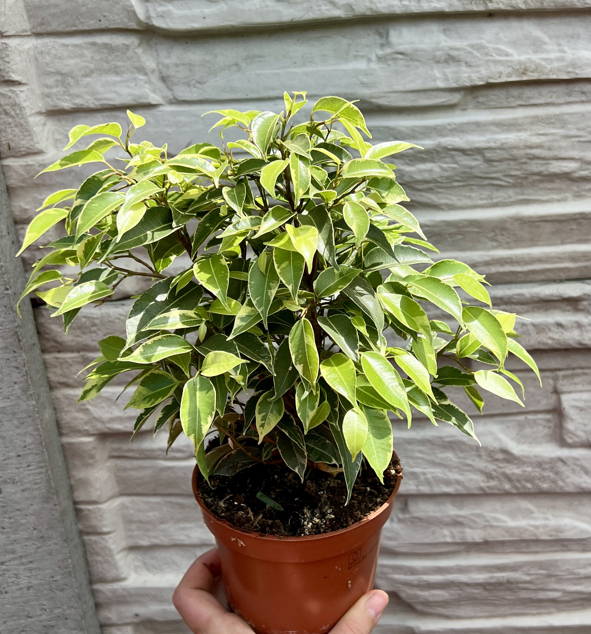 Ficus bejnamin panache, cca 20 cm
