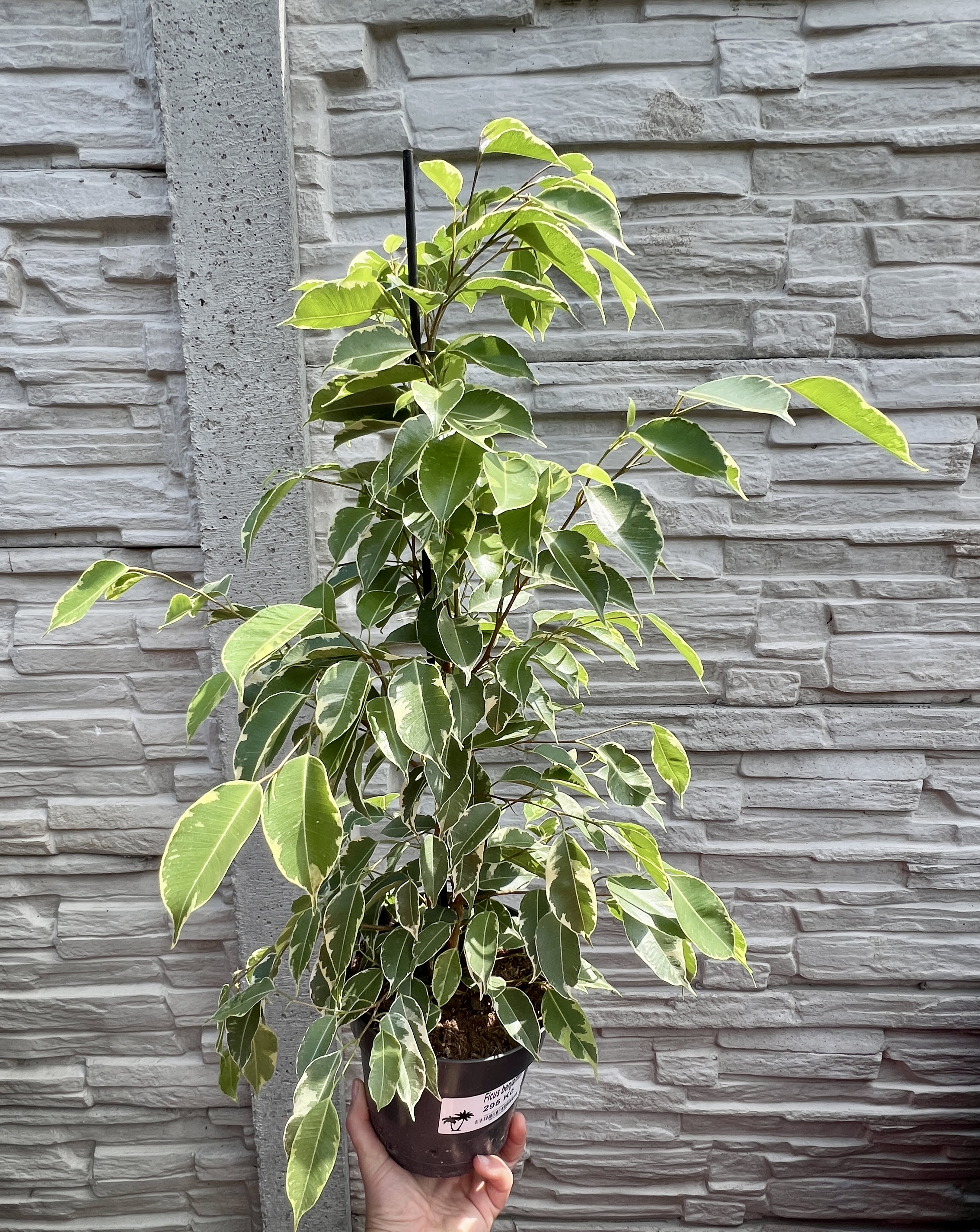 Ficus bejnamin panache, cca 50 cm