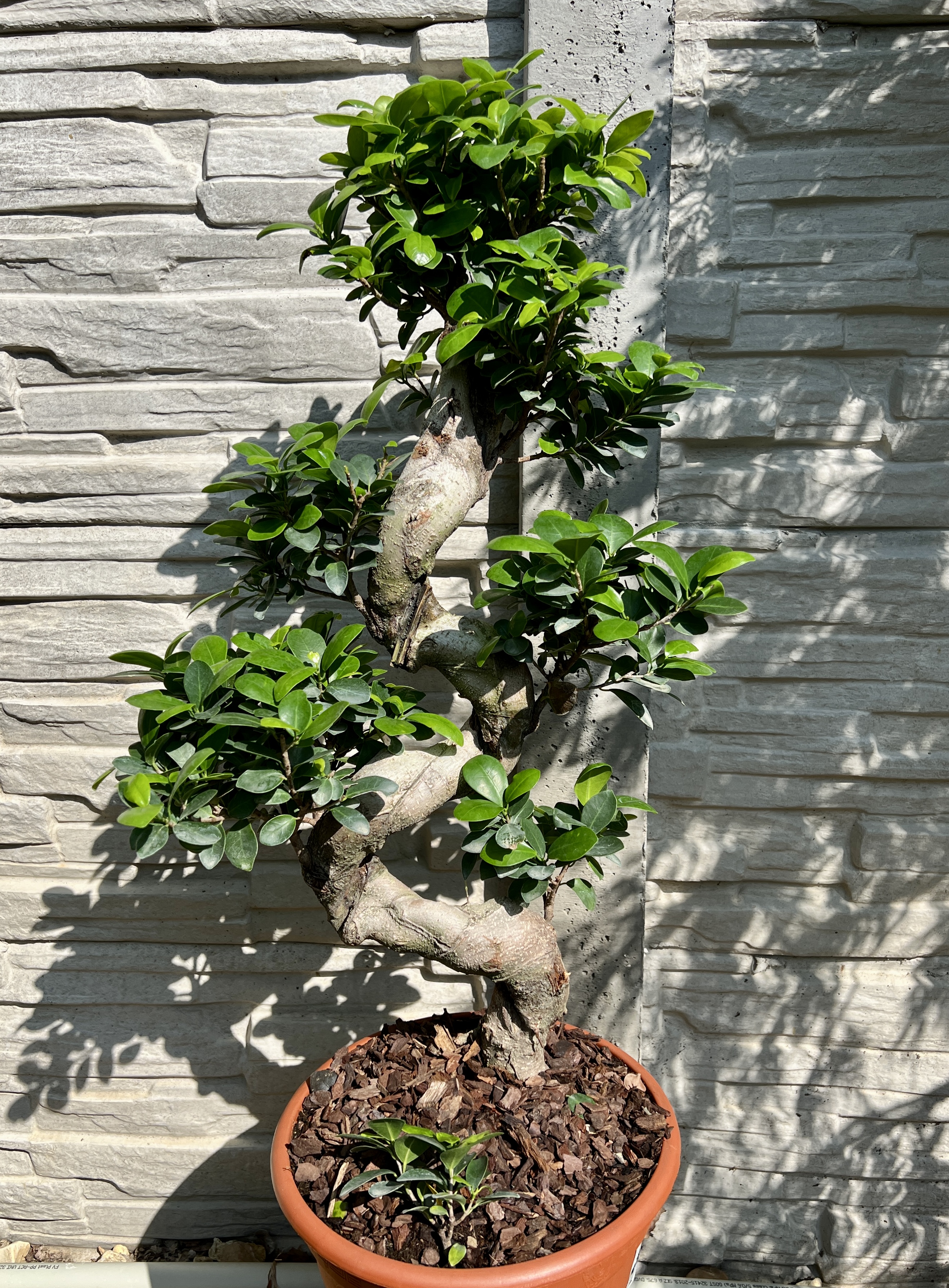 Ficus ginseng, cca 65 cm