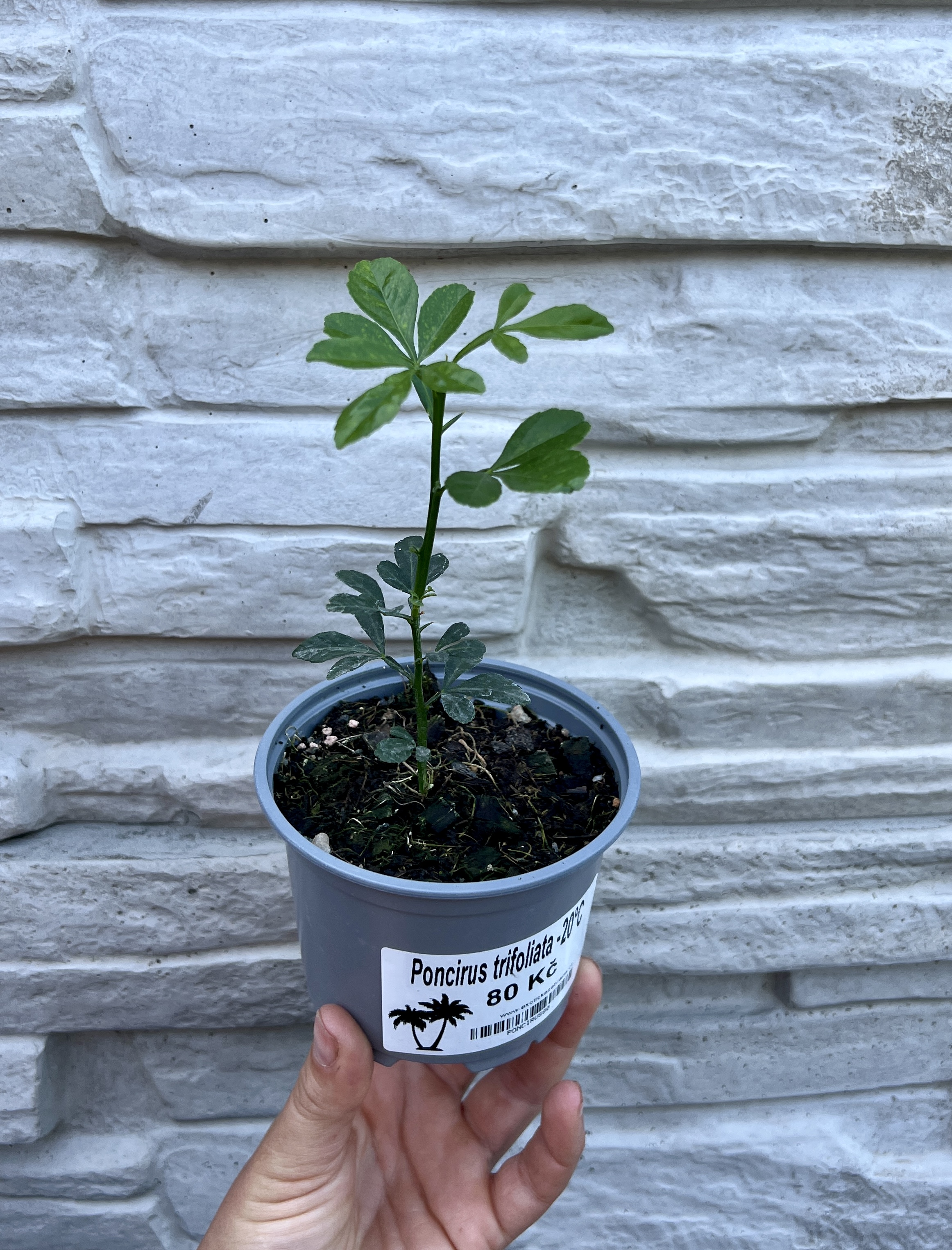 Poncirus trifoliata,  cca 10-15 cm 
