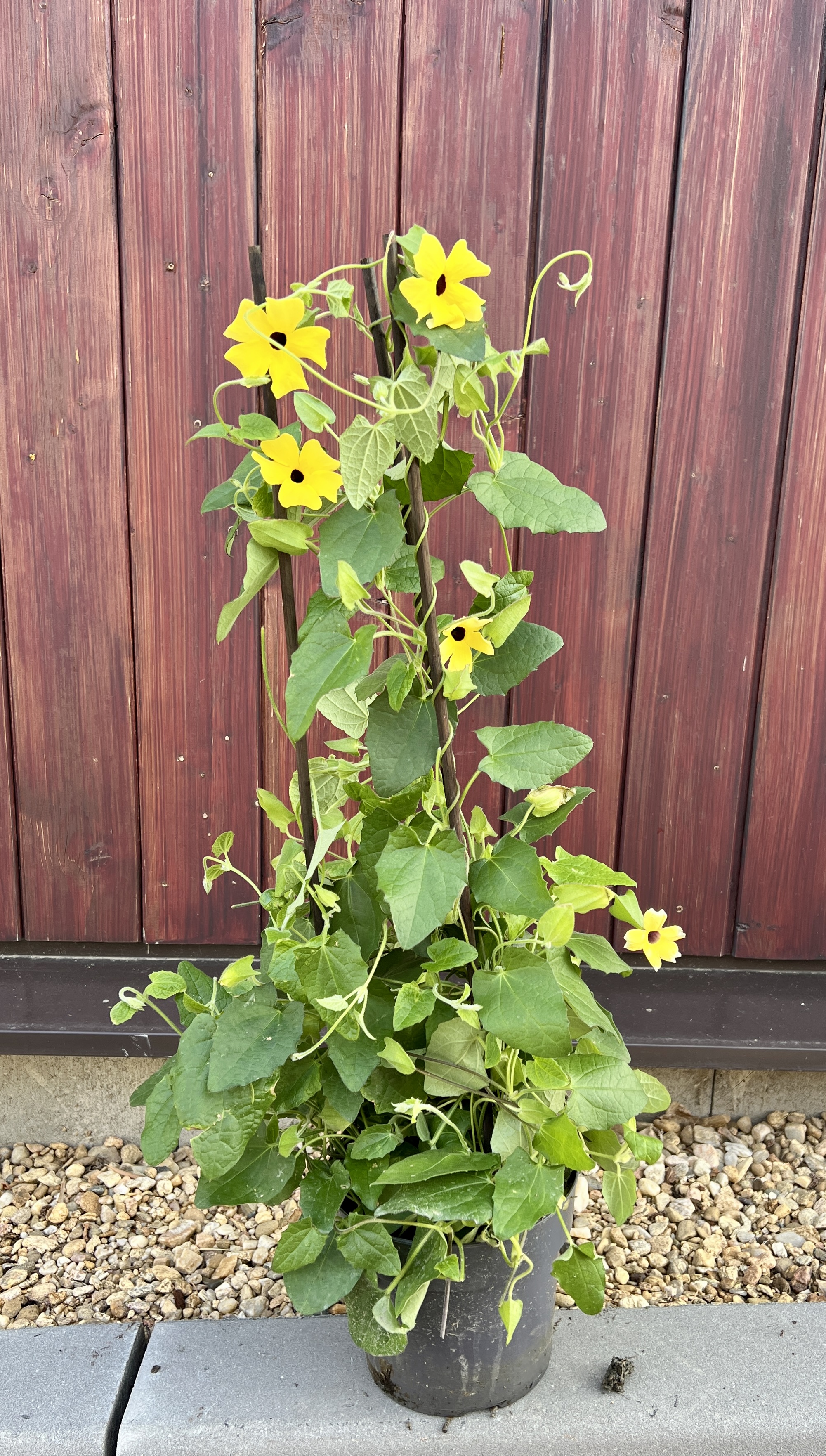Thunbergia, cca 55 cm  