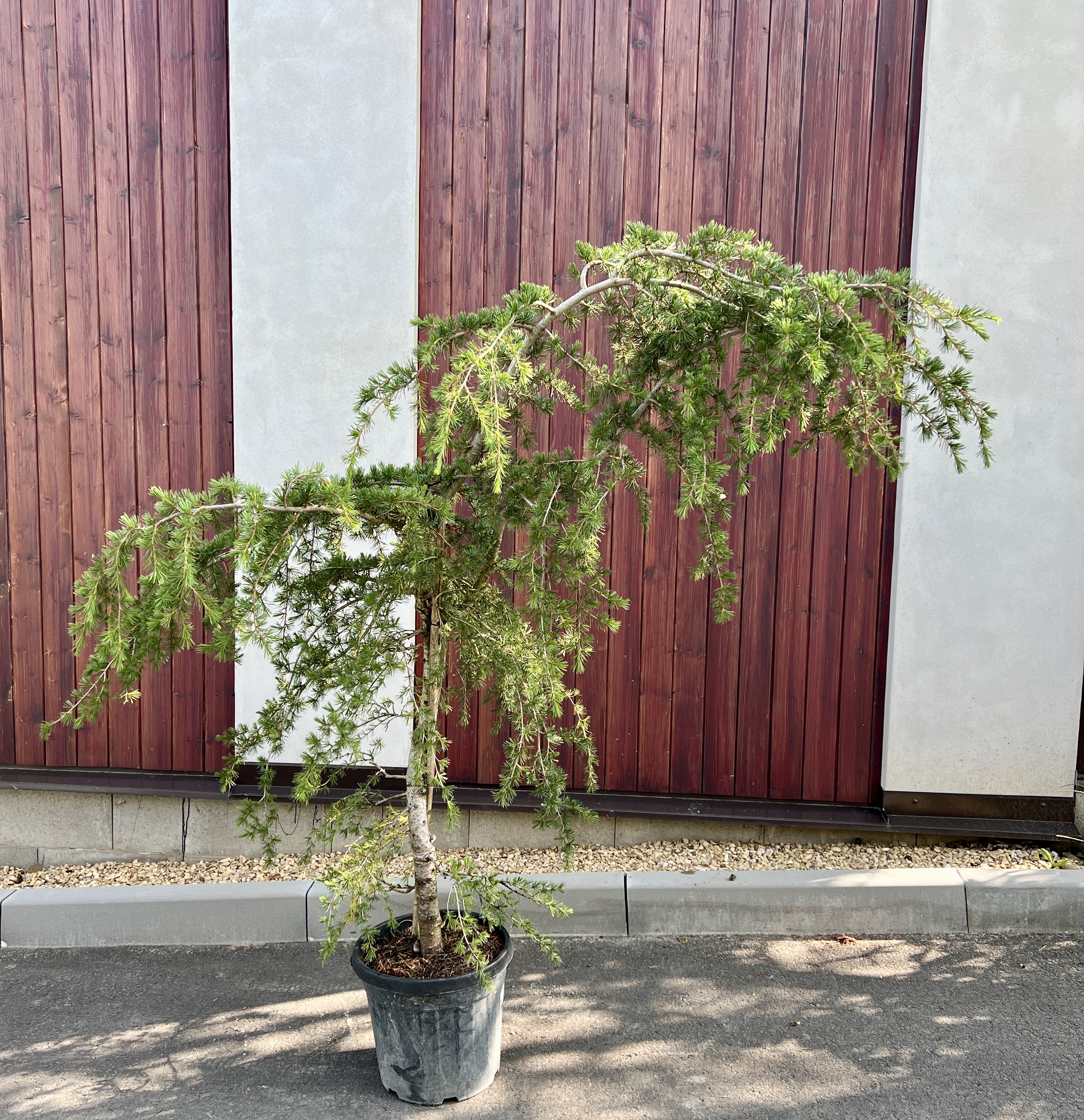 Cedr, cca 170 cm 
