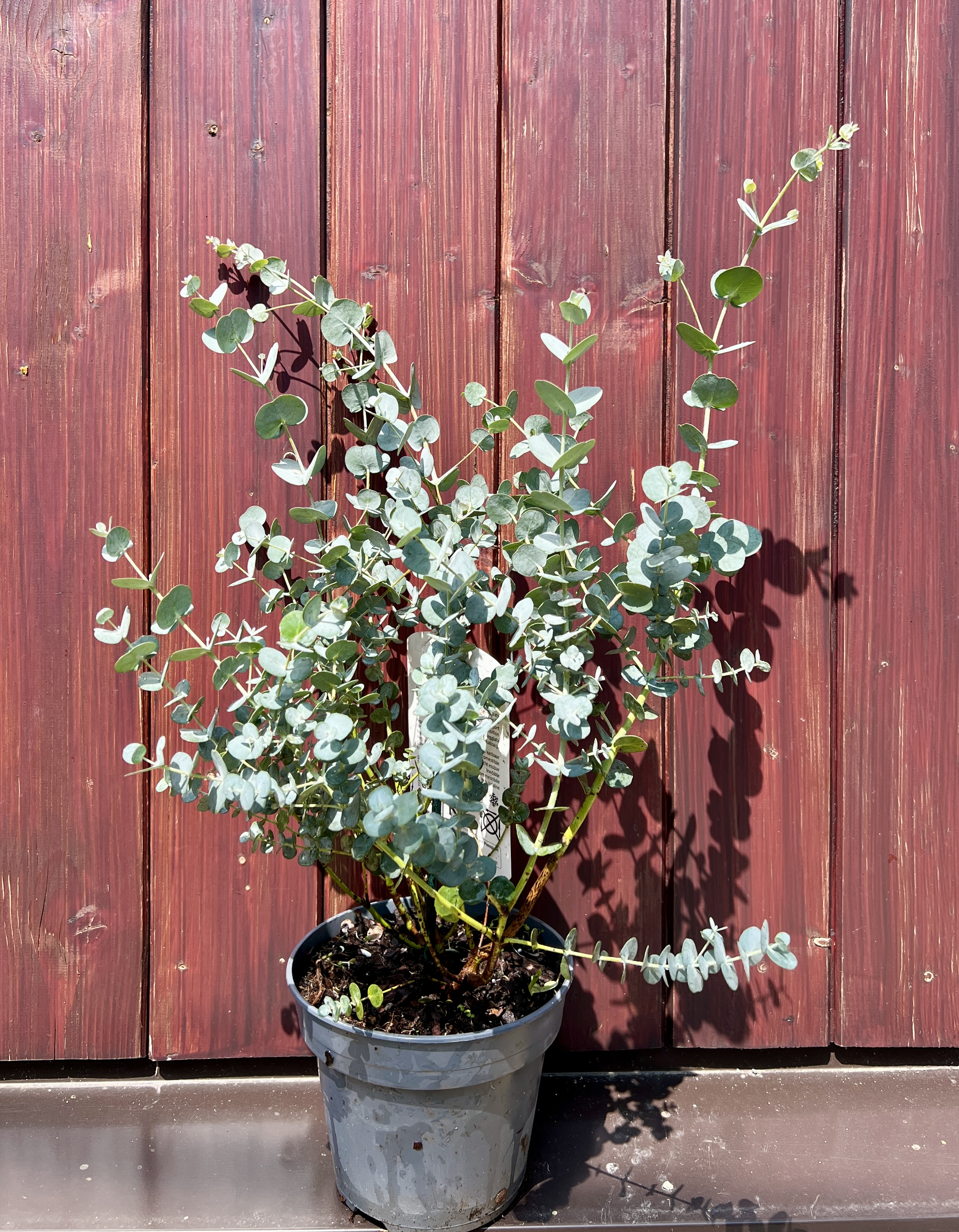 Eucalyptus gunnii blue ice, cca 40-50 cm