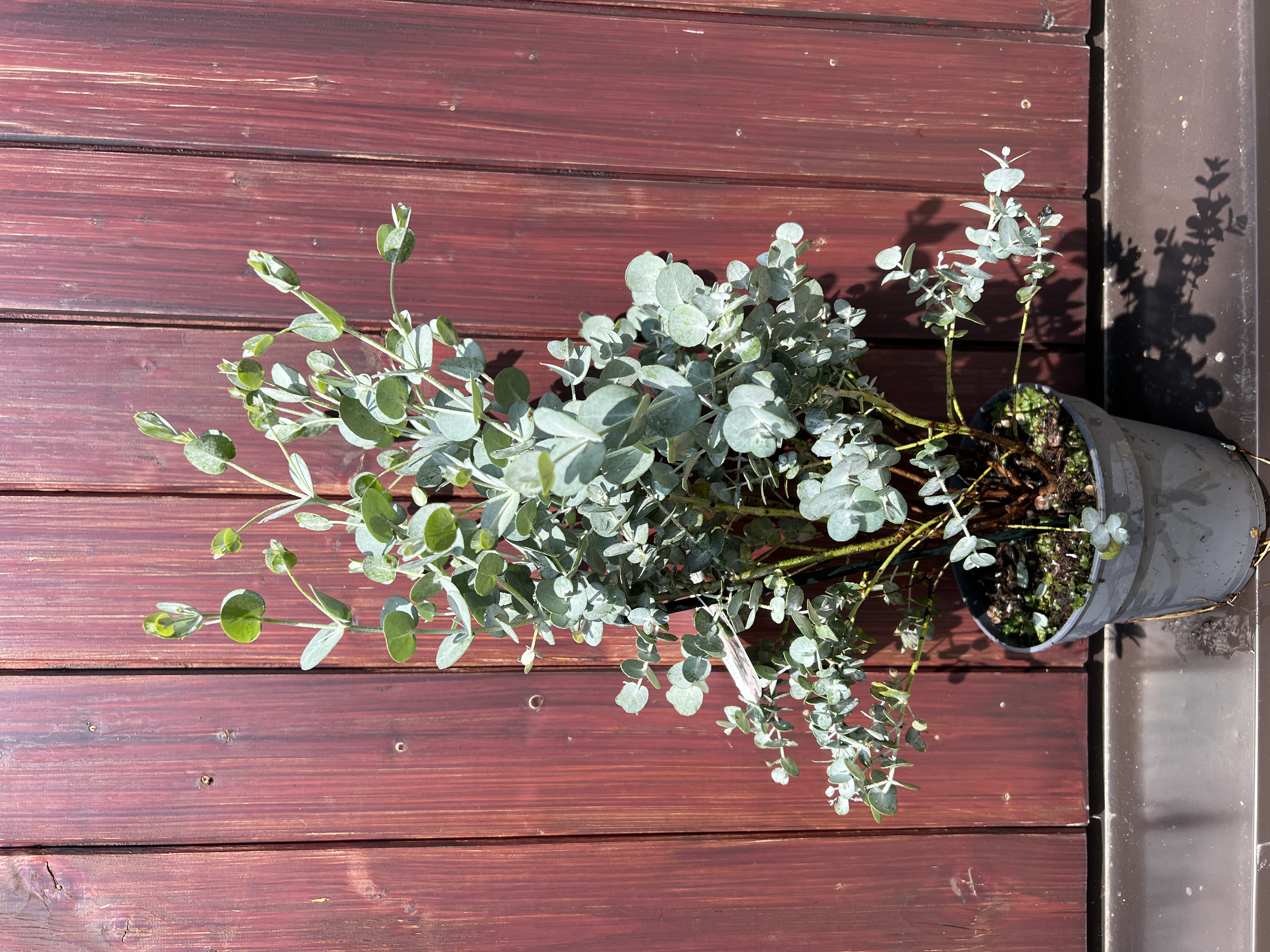Eucalyptus urnigera, cca 40-50 cm