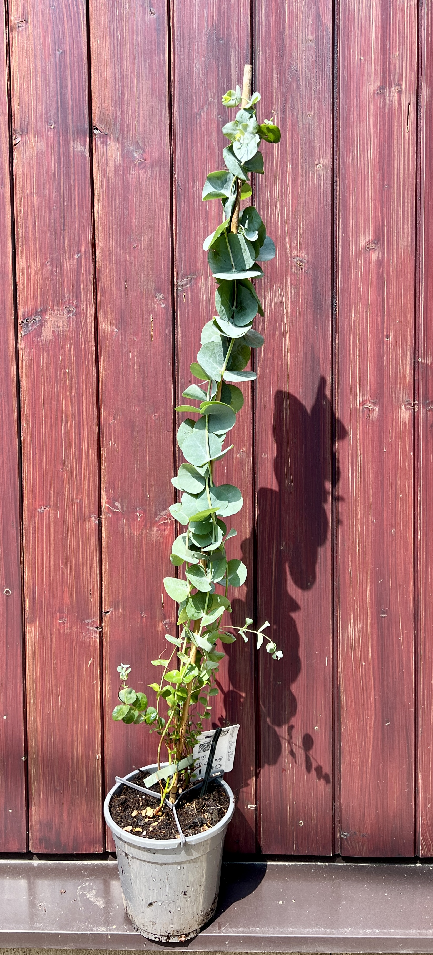 Eucalyptus pulverulenta, cca 90 cm