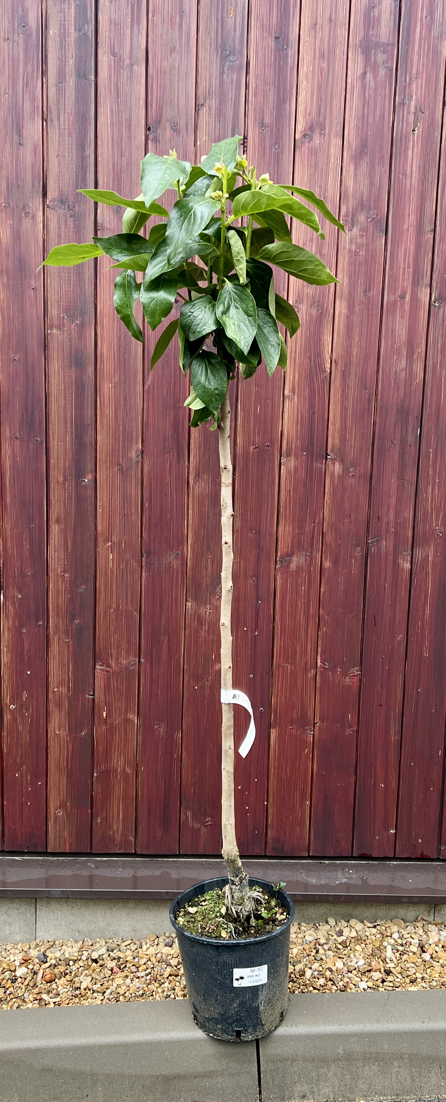Kaki, cca 140-150 cm 