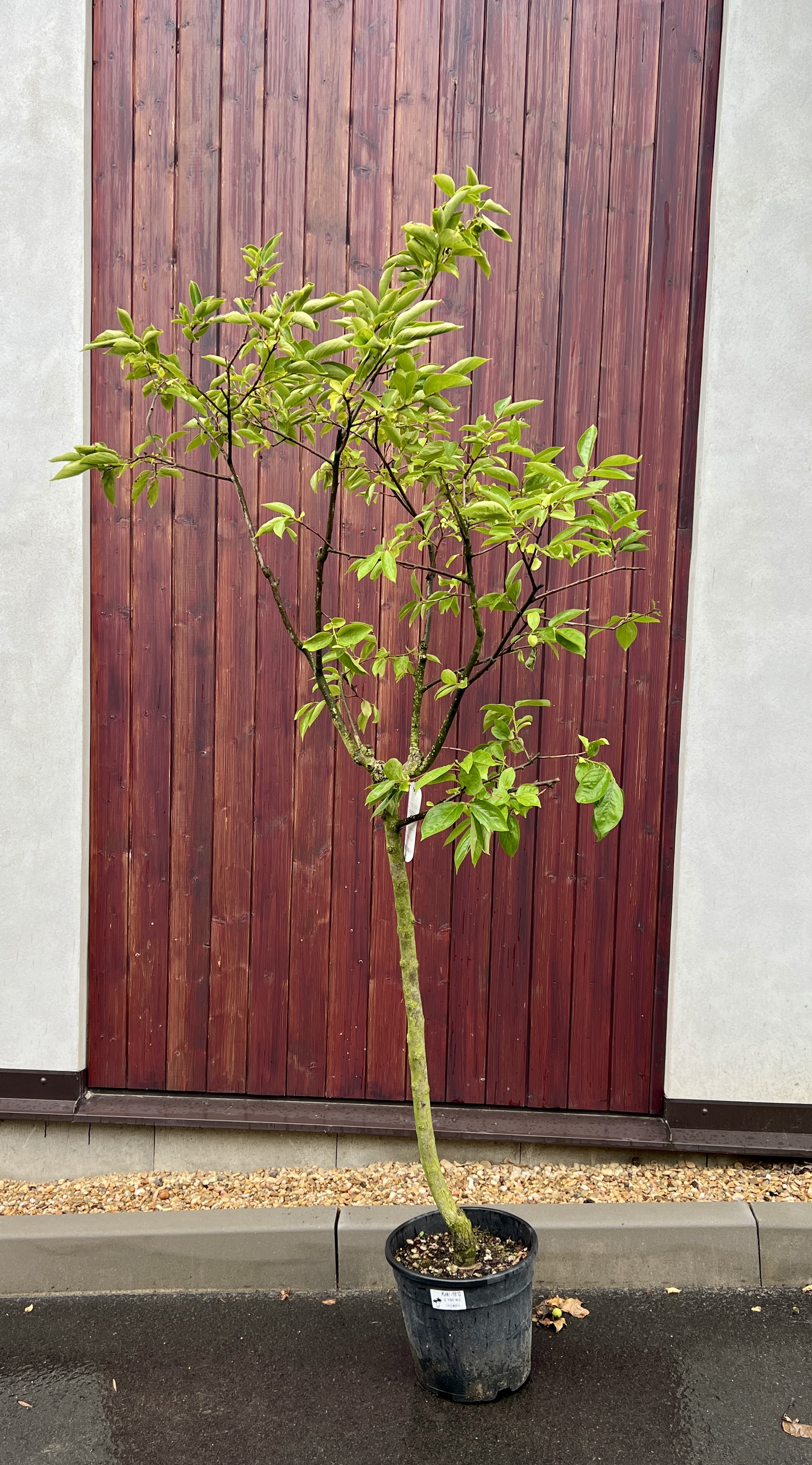 Kaki, cca 220 cm 