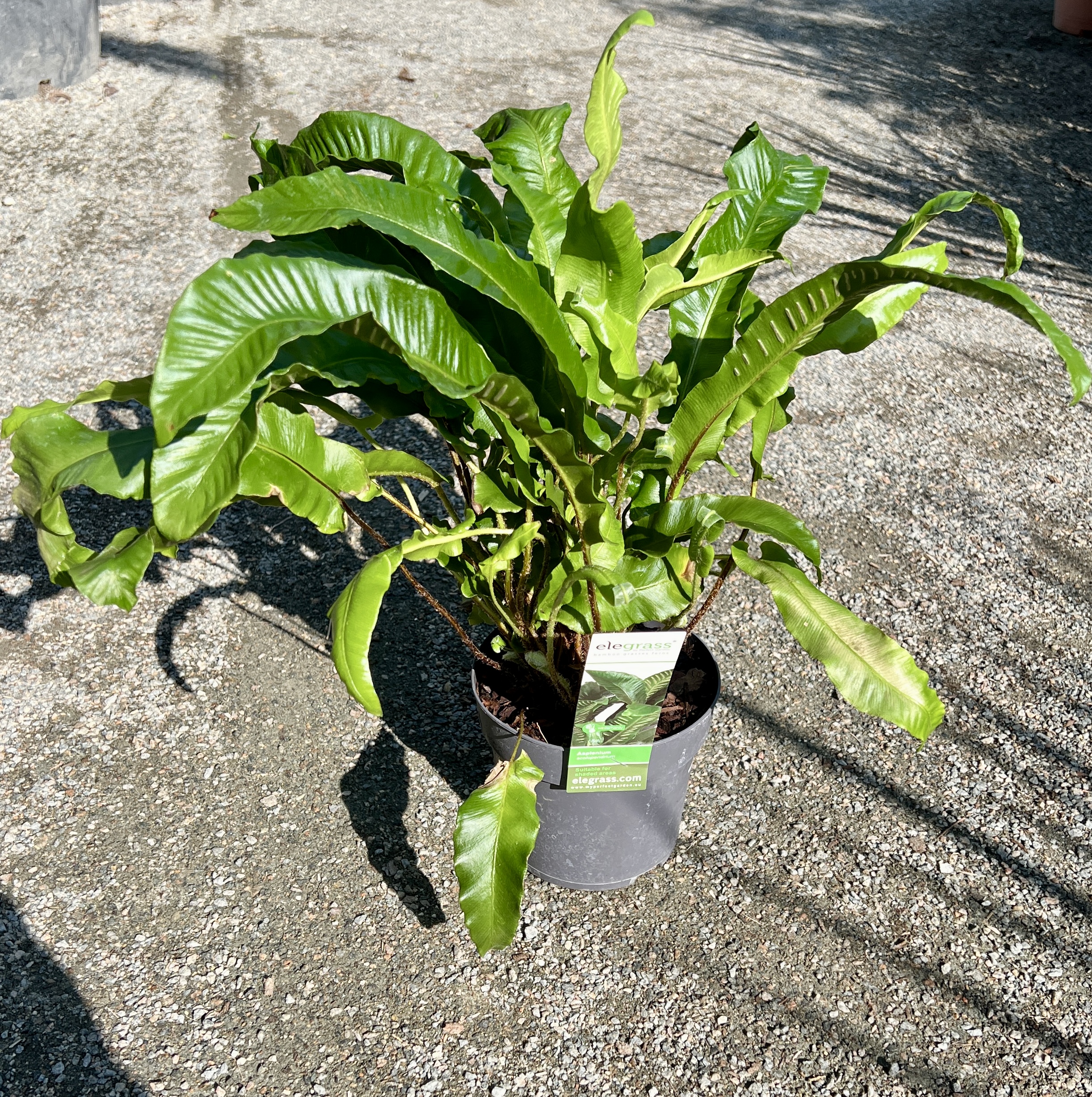 Asplenium scolopendrium , cca 30 cm