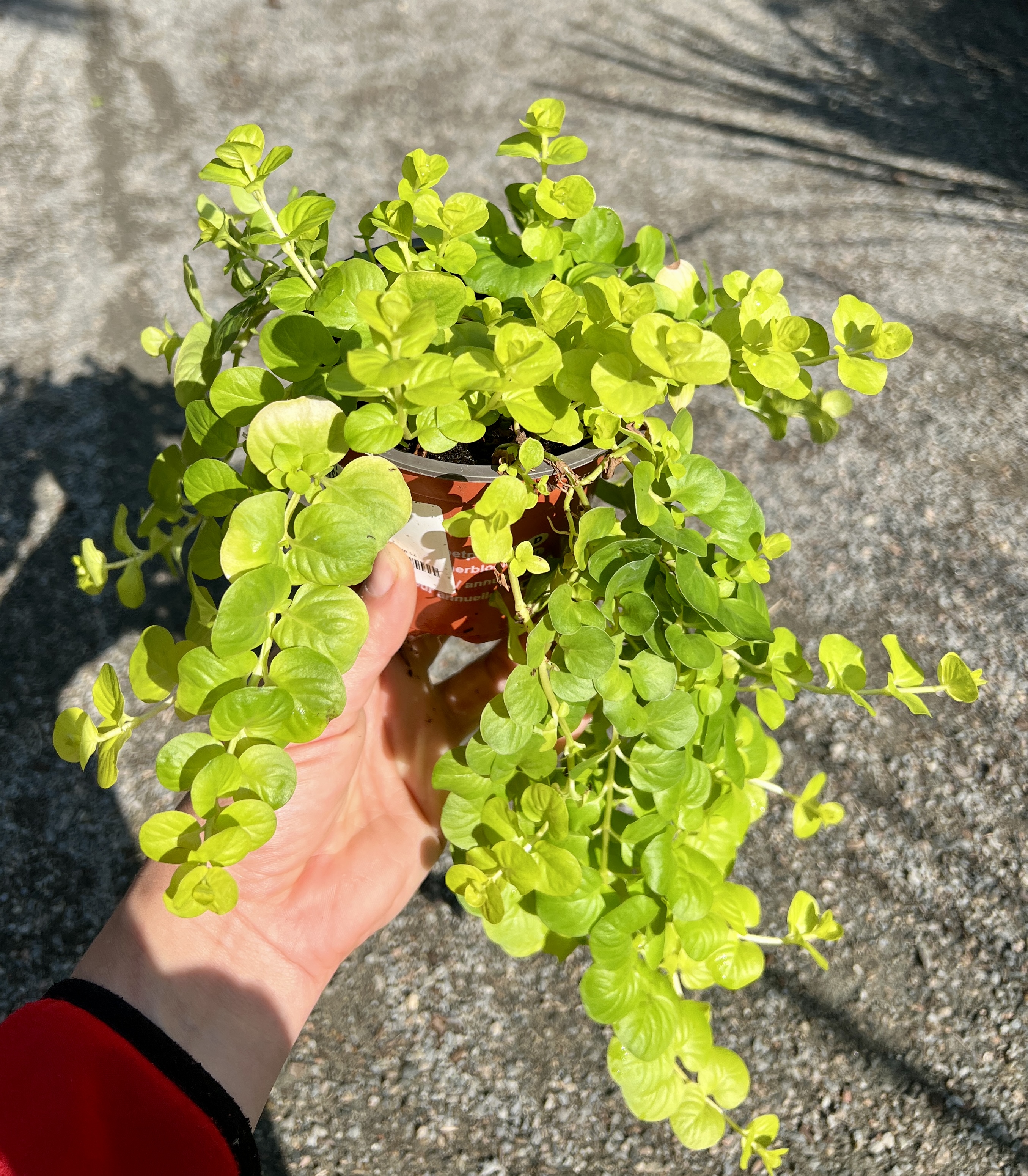 Lysimachia, cca 20 cm
