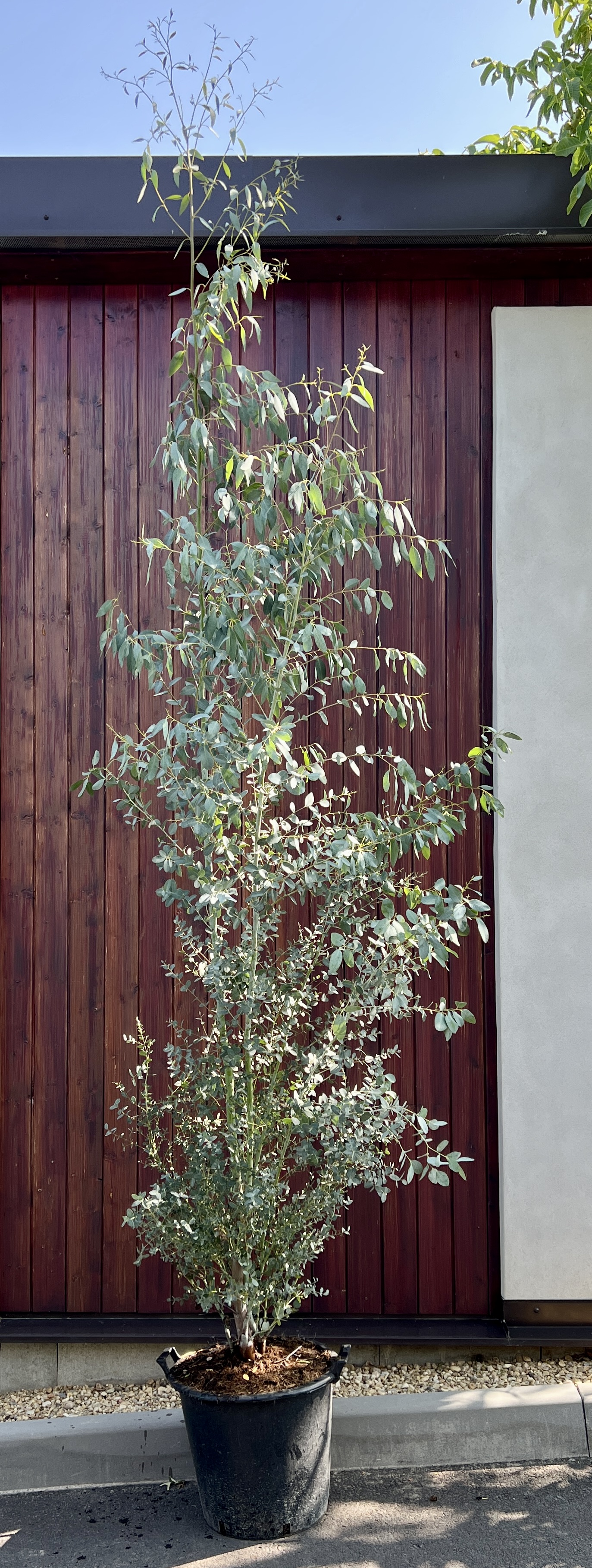 Eucalyptus gunnii, cca 270 cm