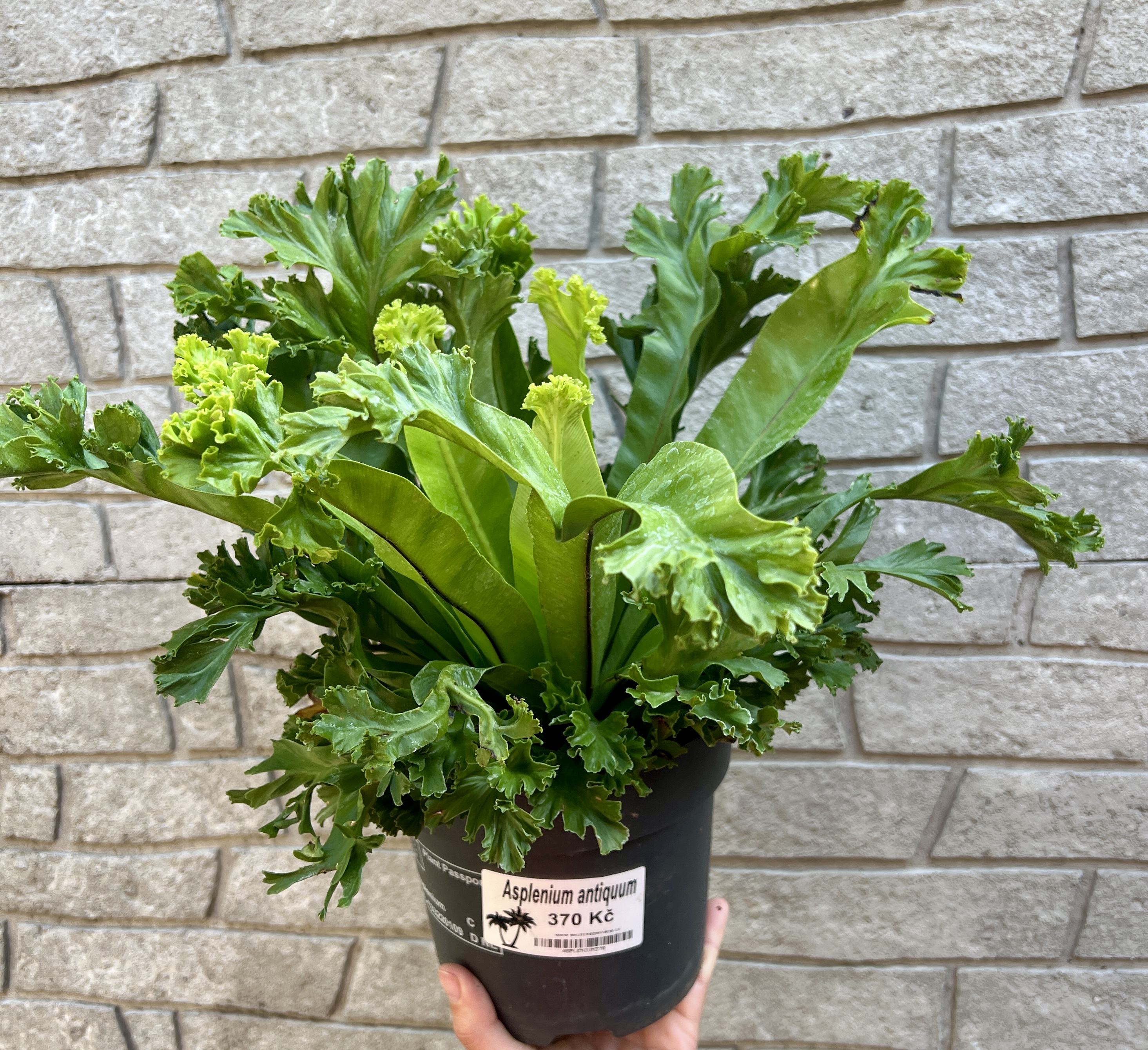 Asplenium antiquum , cca 25 cm