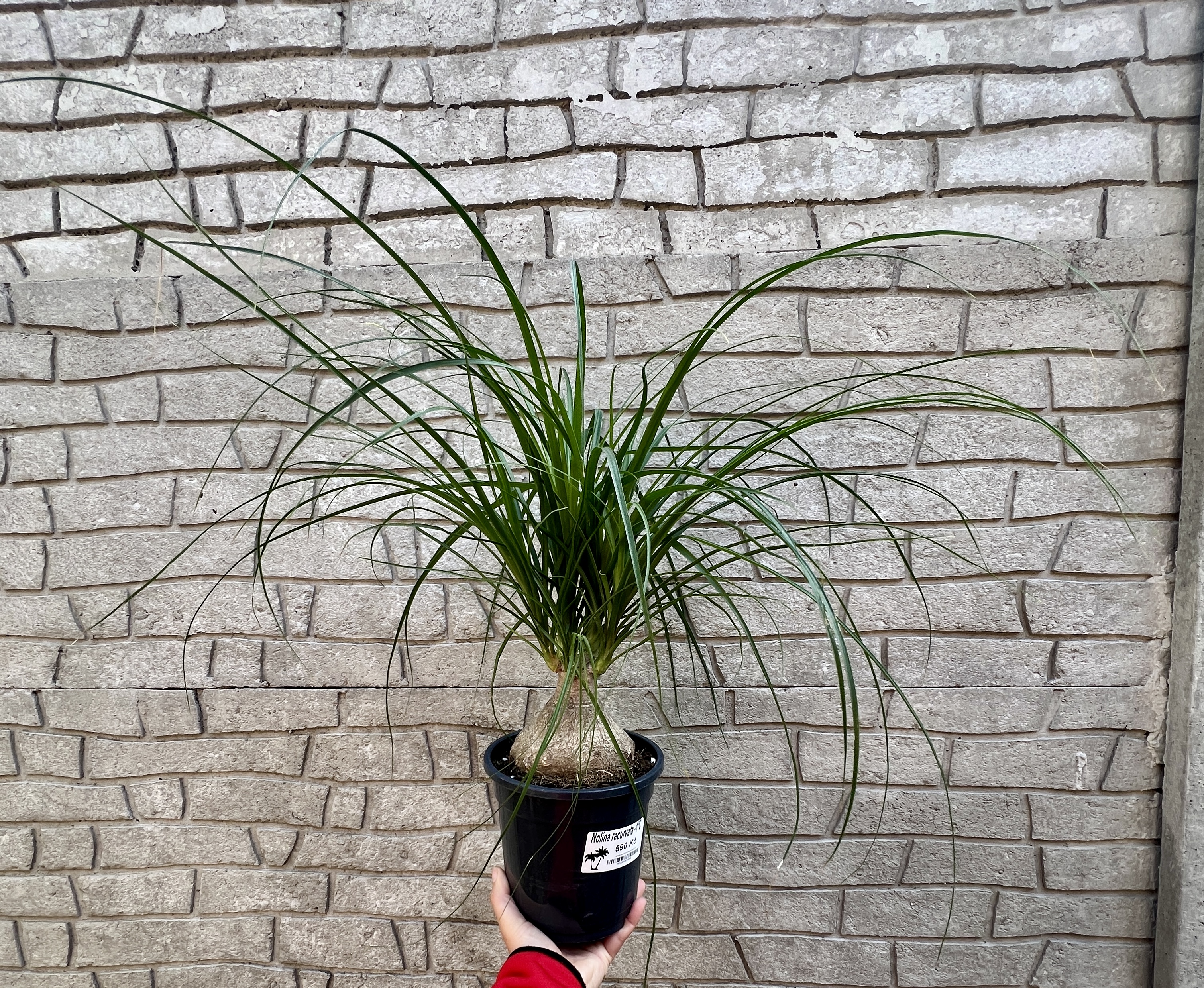 Nolina recurvata, cca 40  cm
