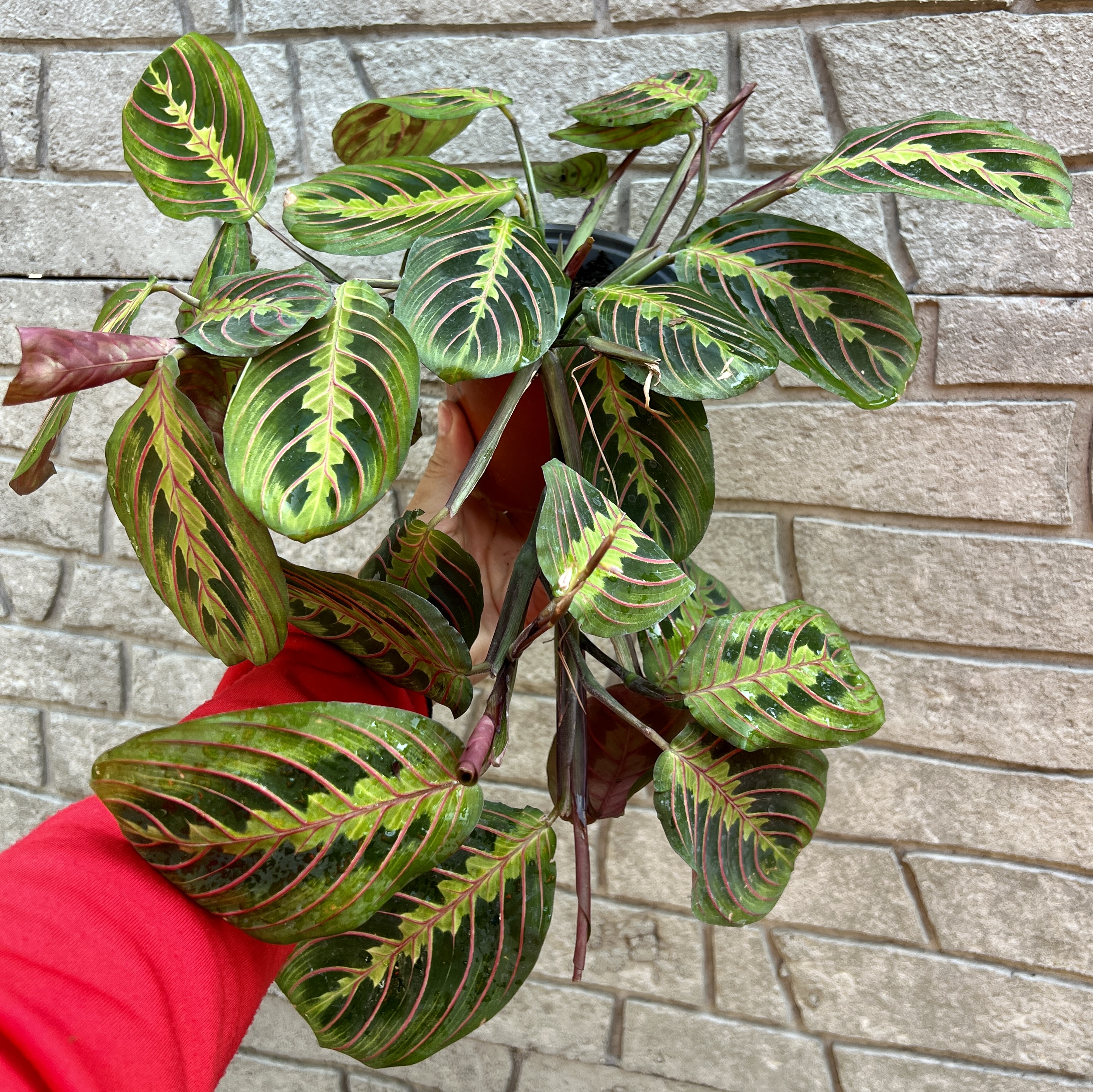 Maranta, cca 10  cm