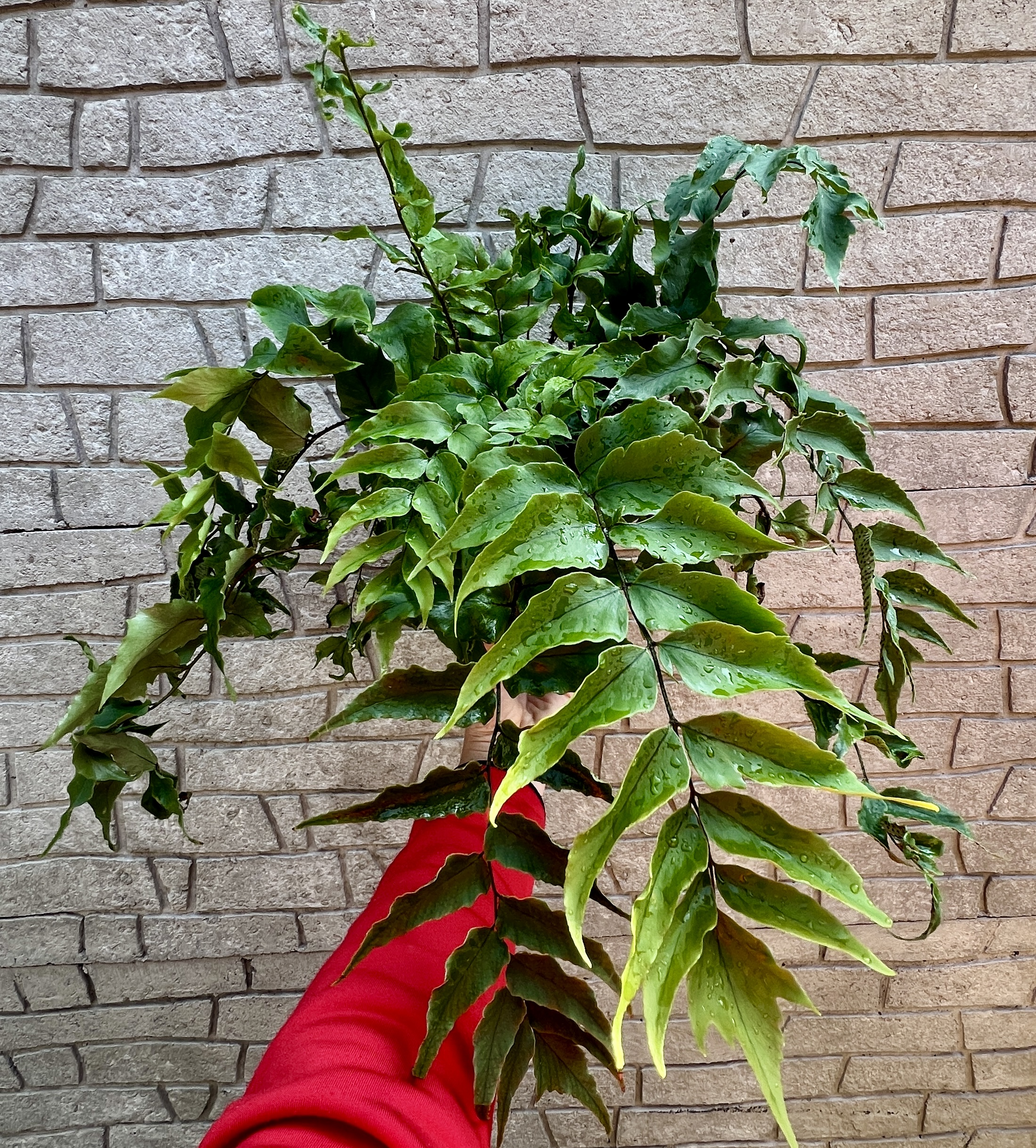 Cyrtomium fortunei, cca 25 cm  