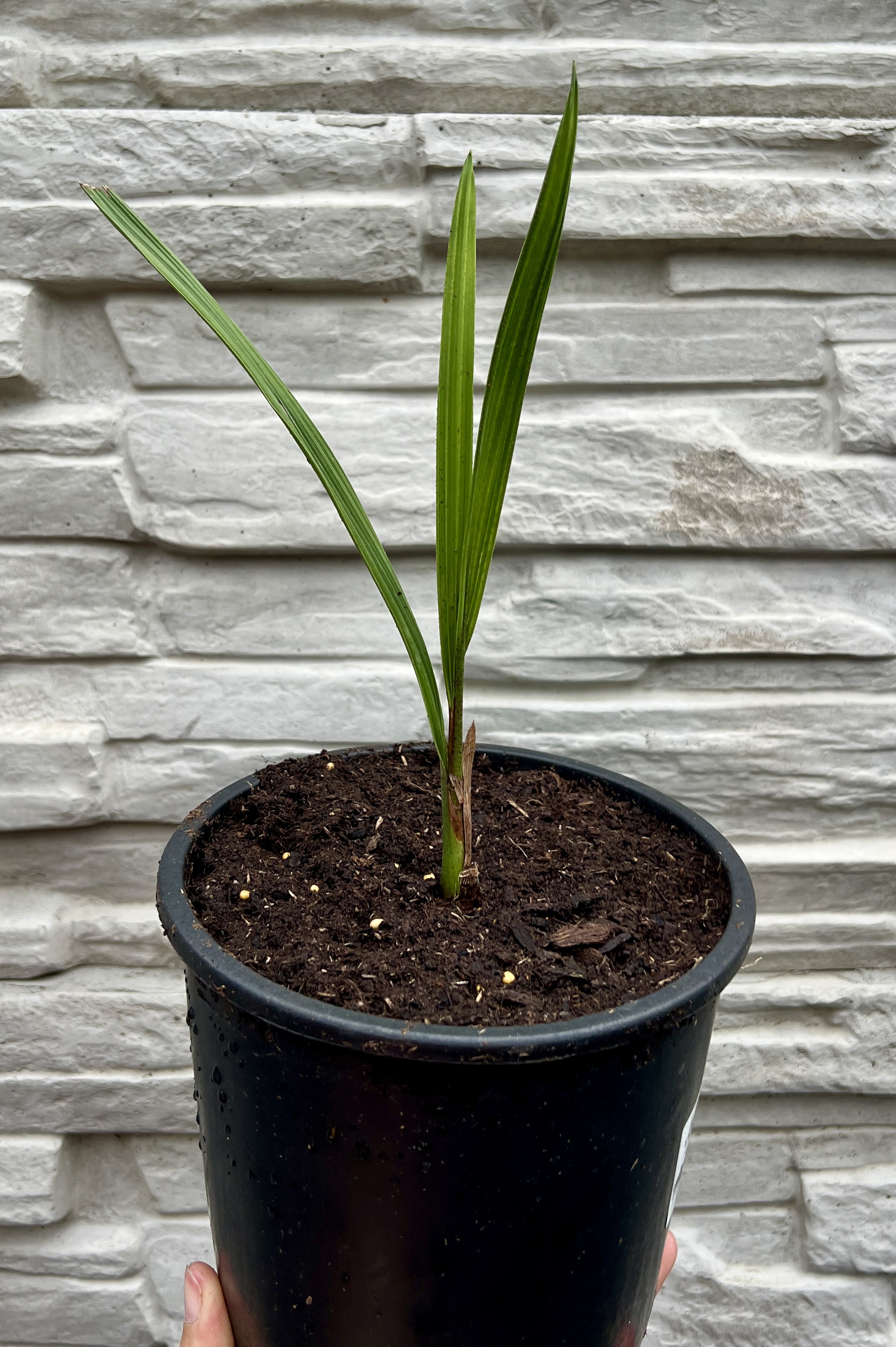 Jubaea chilensis, cca 30 cm