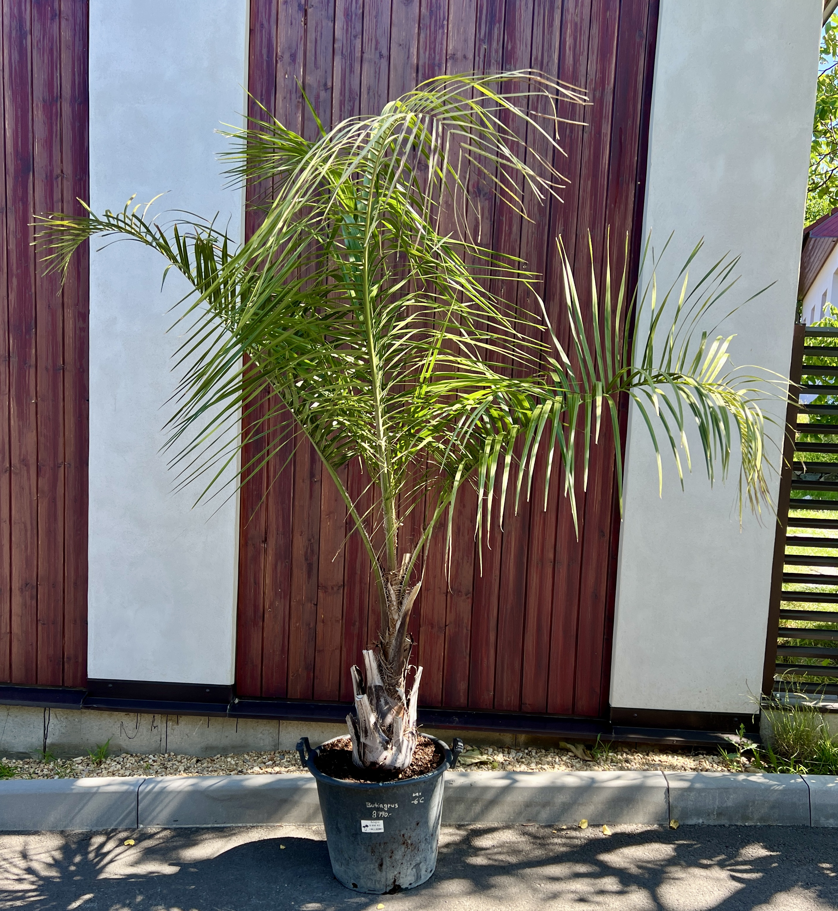 Butiagrus, cca  225 cm