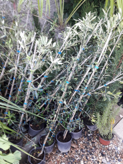 Olivovník výška cca 100 cm