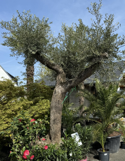 Olivovník 